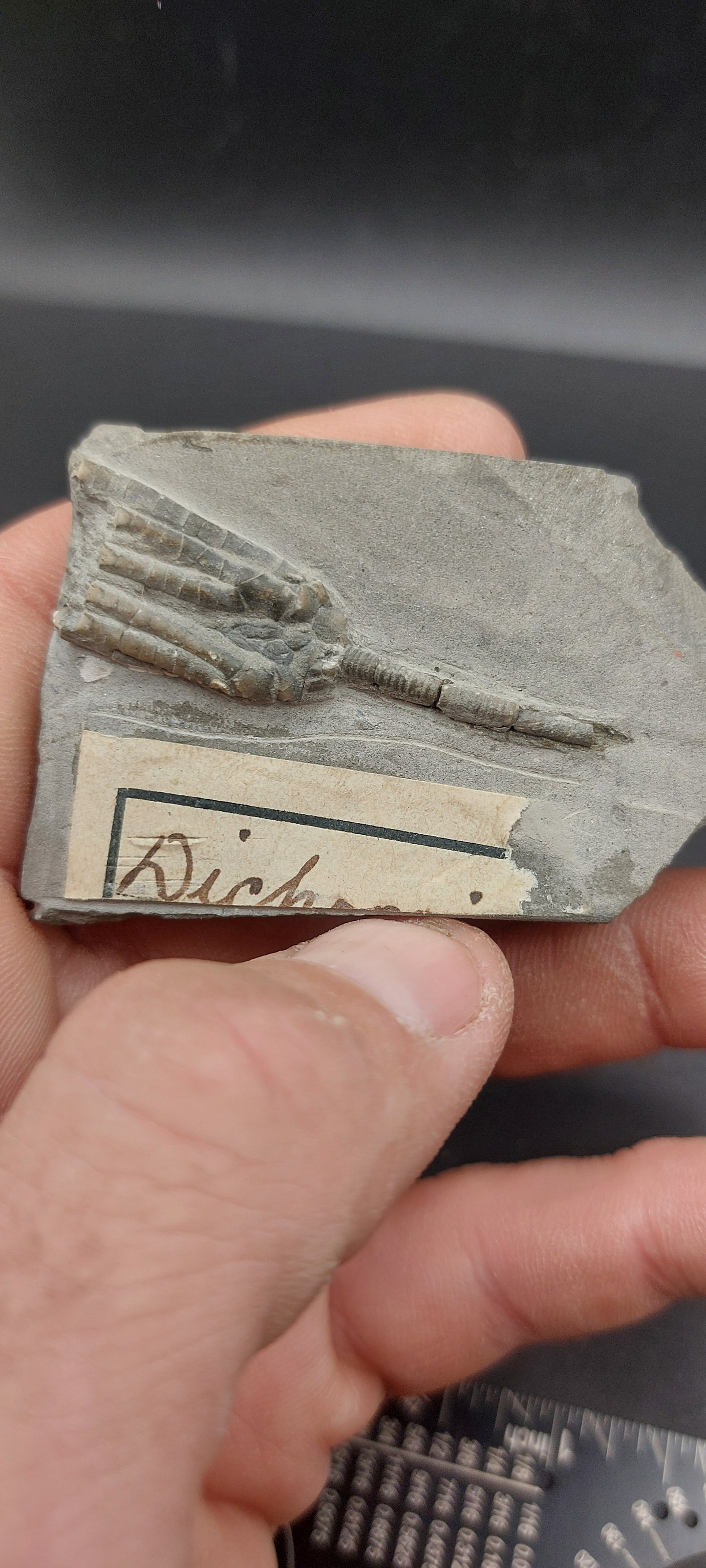 Scytalocrinus robustus and Scytalocrinus disparilis-Indiana