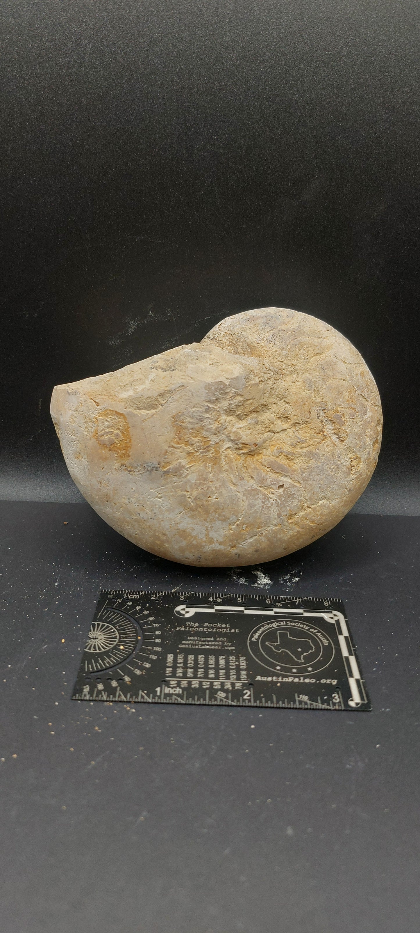 Cymatoceras texanum-Texas 03