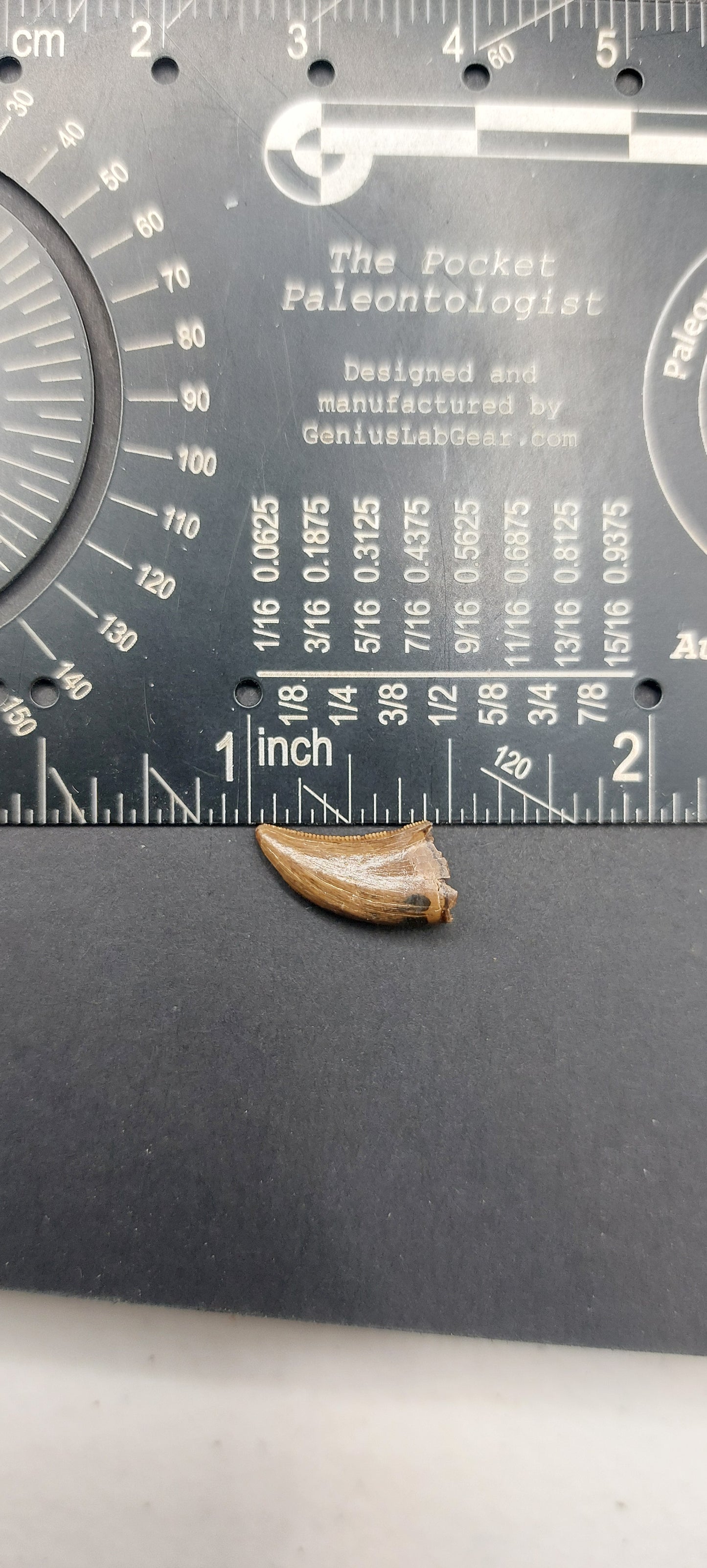 Dromaeosaurus sp. Tooth-Montana