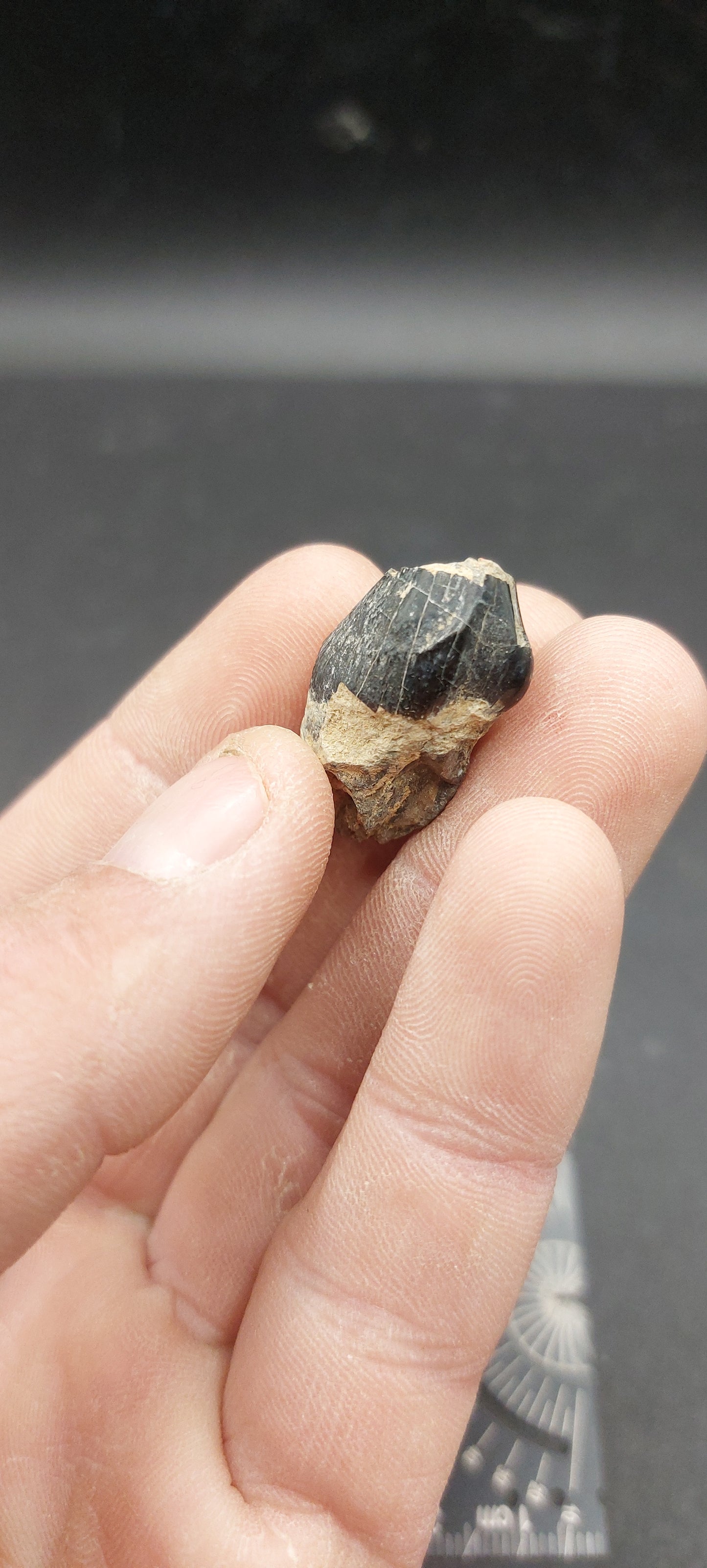 Coryphodon sp. Tooth-Wyoming 02