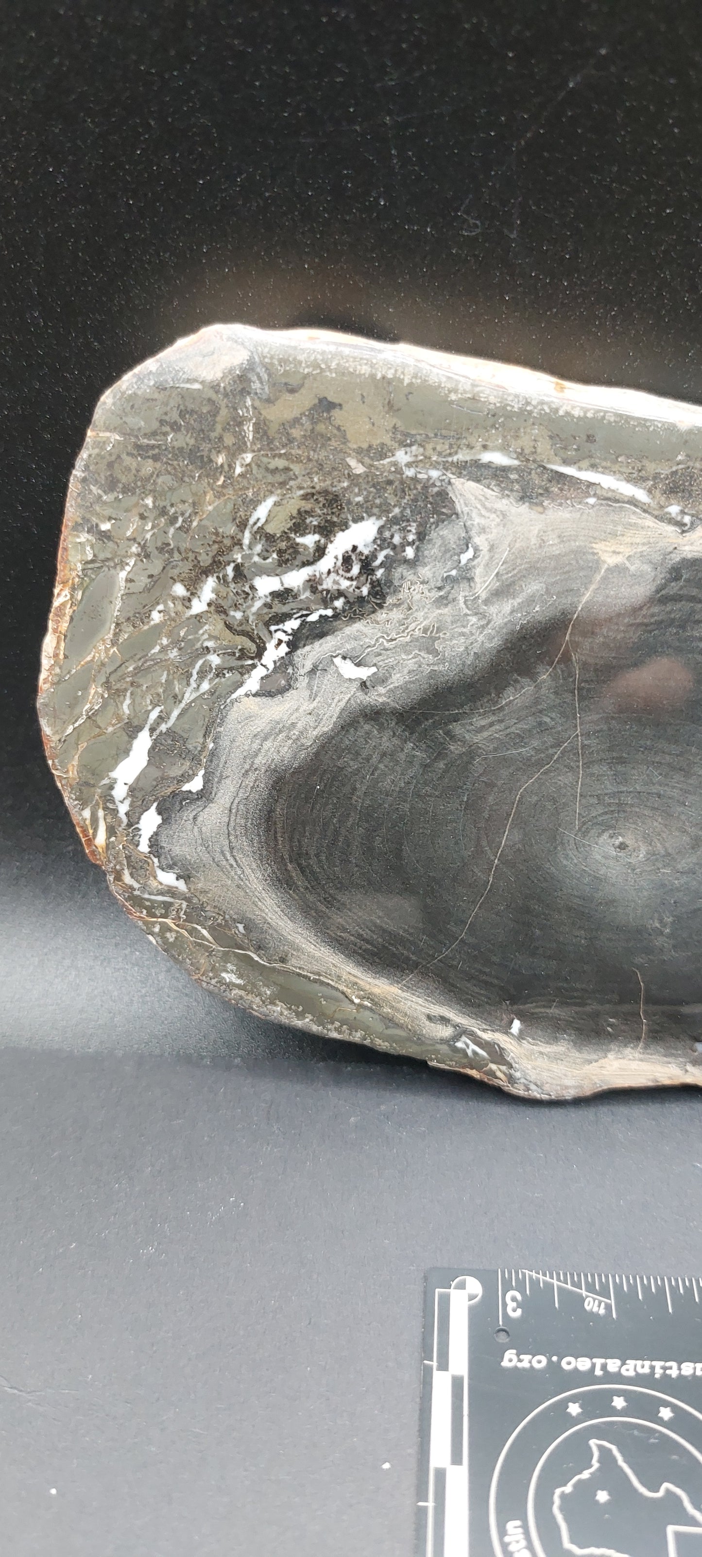 Petrified Wood-Oregon 03