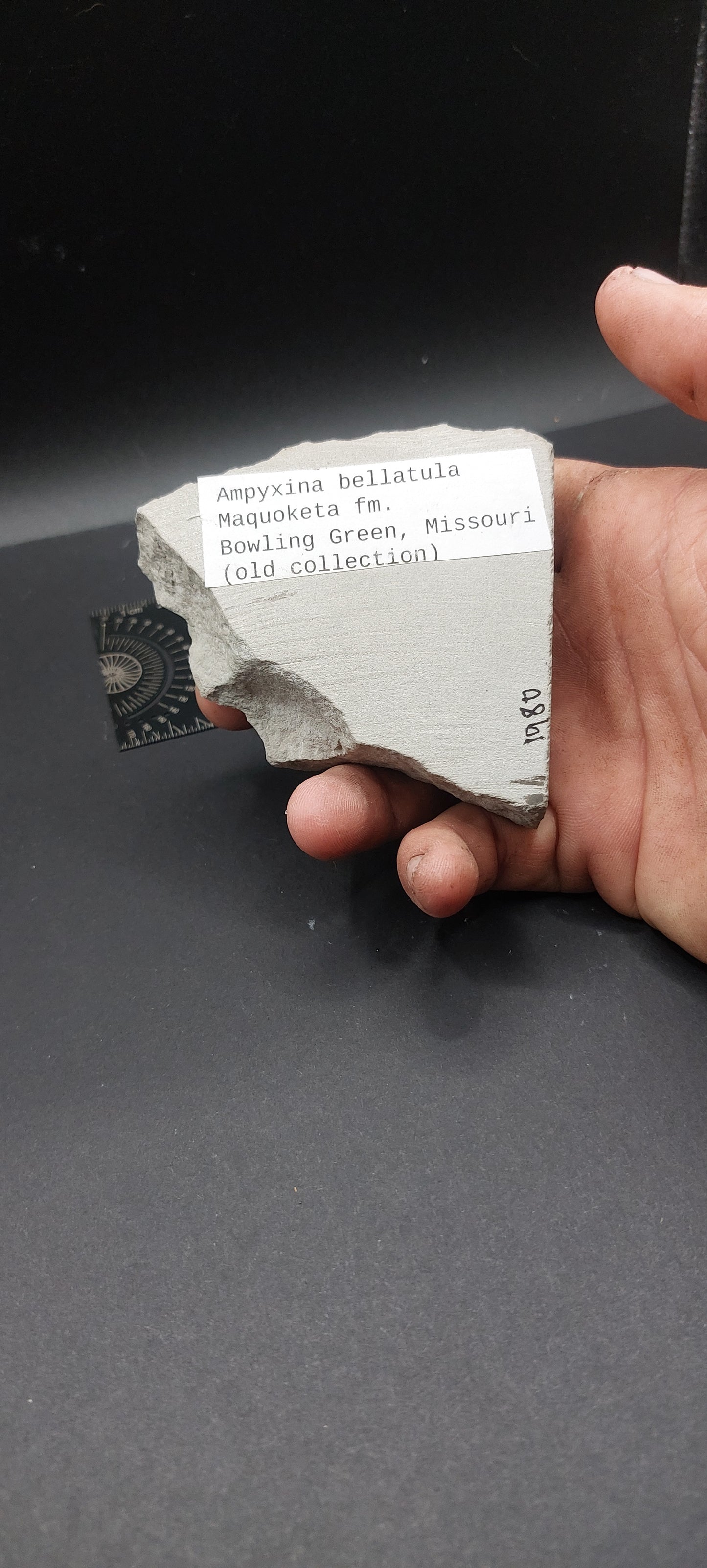 Ampyxina bellatula-Missouri 02