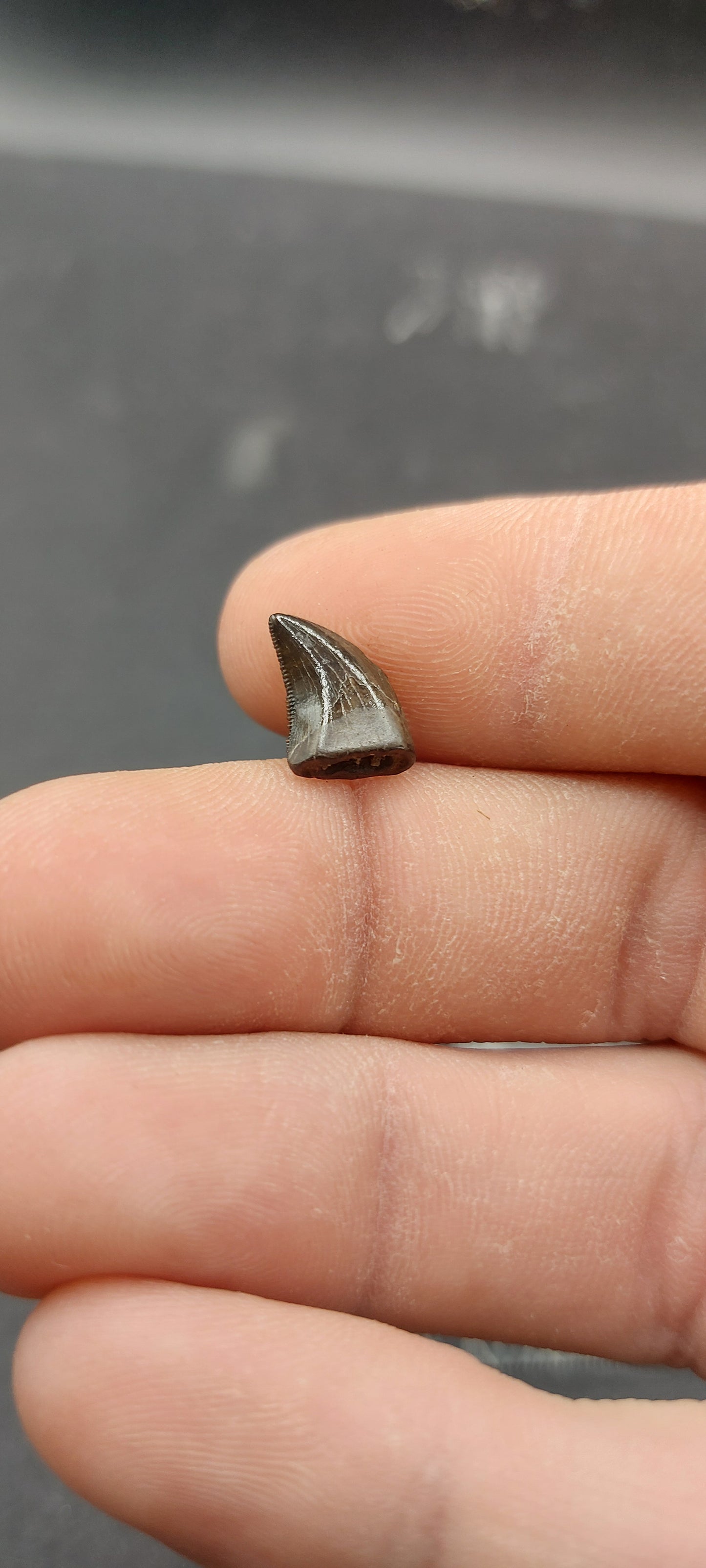 Nanotyrannus lancensis Tooth-Montana