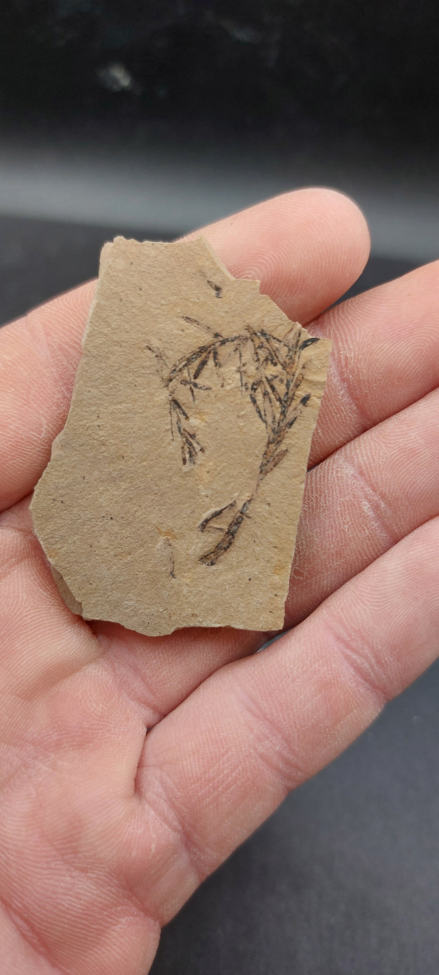 Metasequoia Leaf-Montana 02