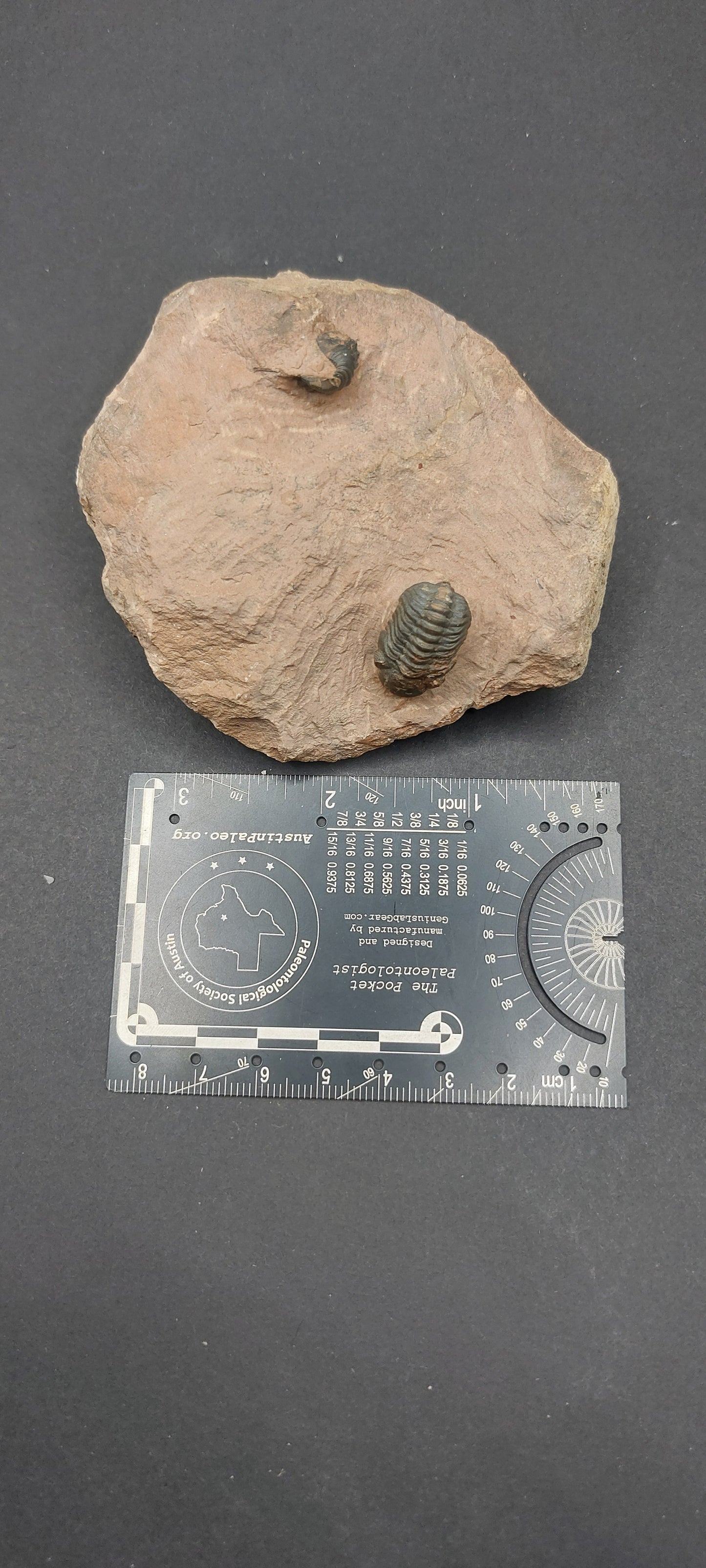 Reedops sp.-Morocco A1