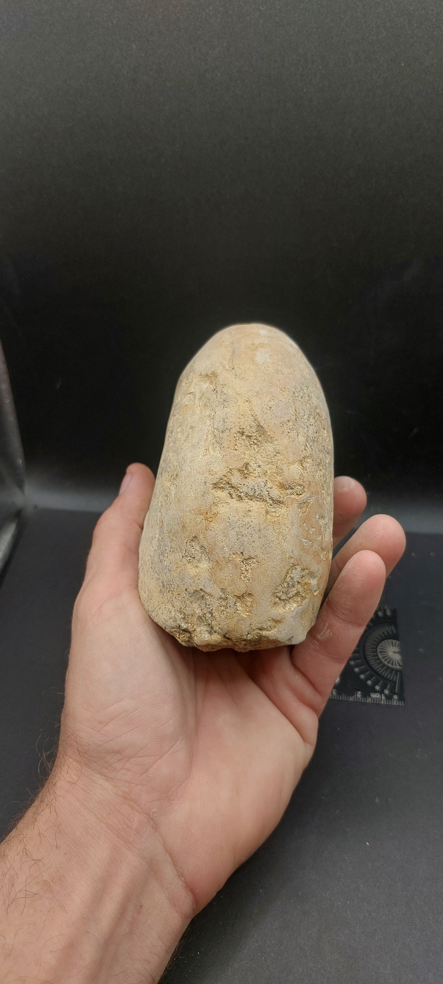Cymatoceras texanum-Texas 01