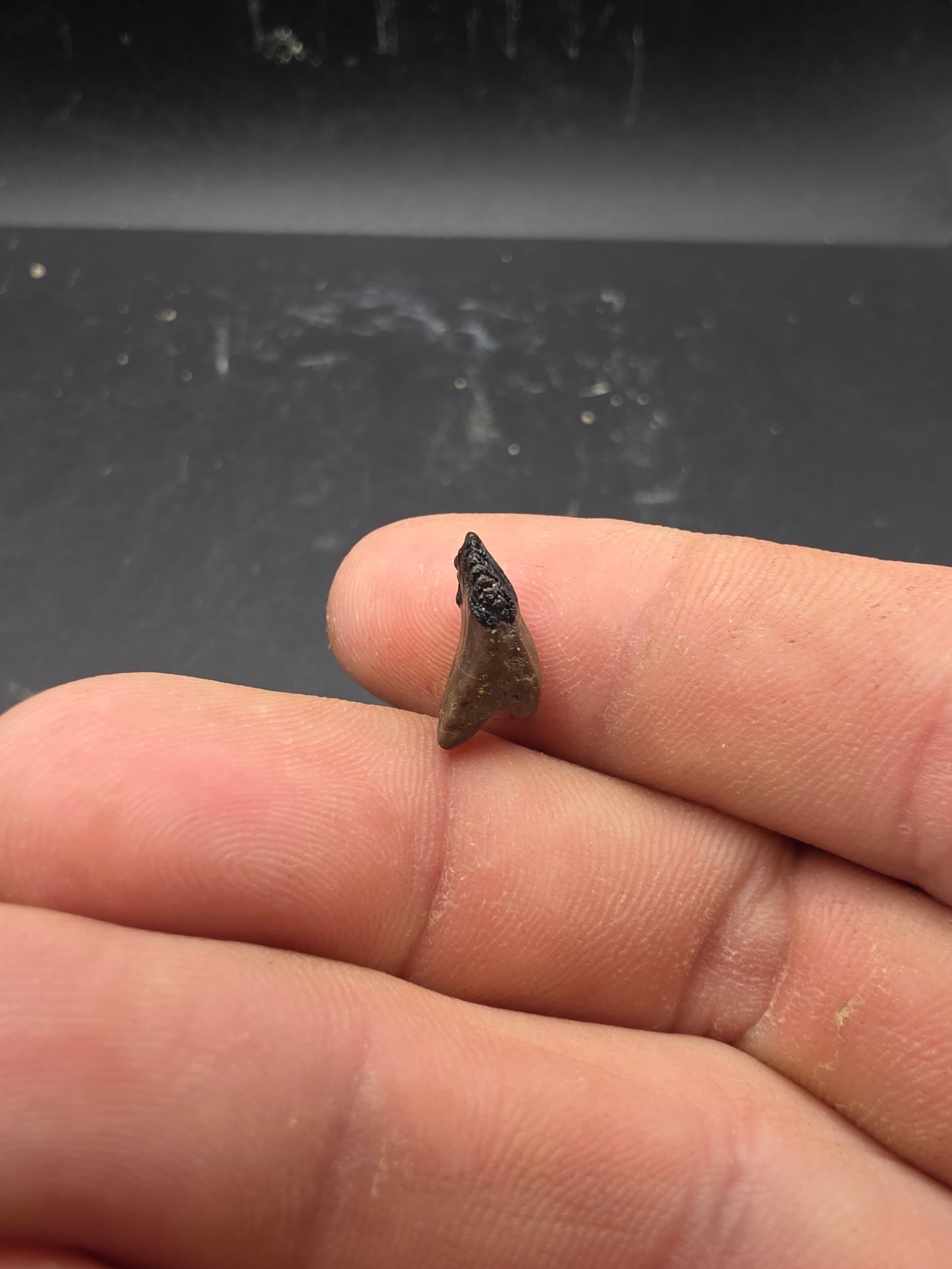 Juvenile Triceratops Tooth-Montana