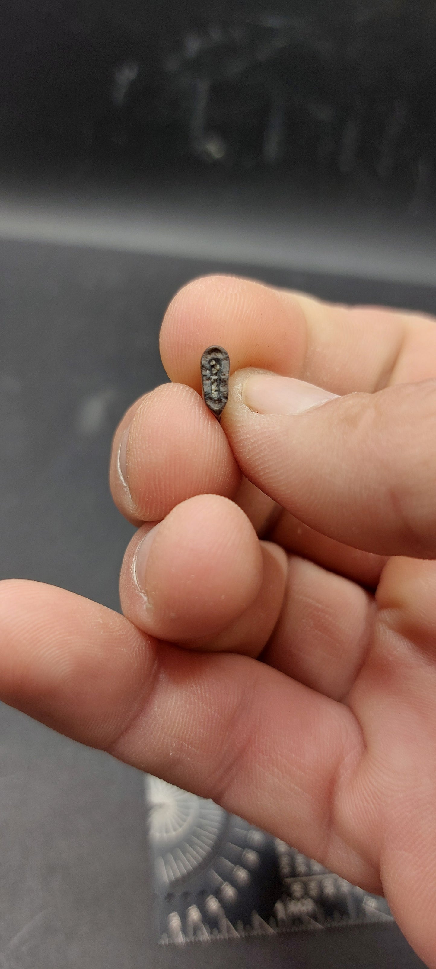 Nanotyrannus lancensis Tooth-Montana