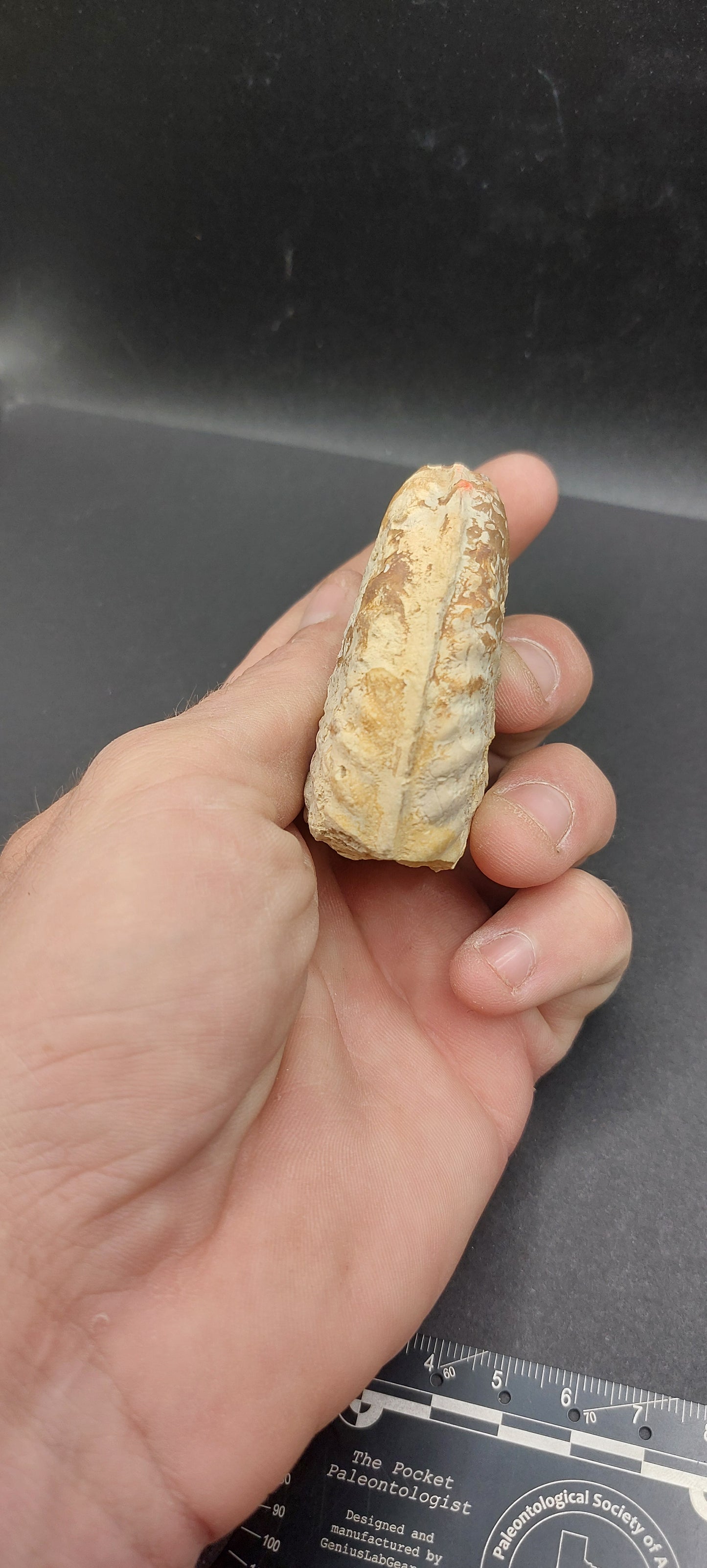 Mortoniceras (Drakeoceras) drakei-Texas 01