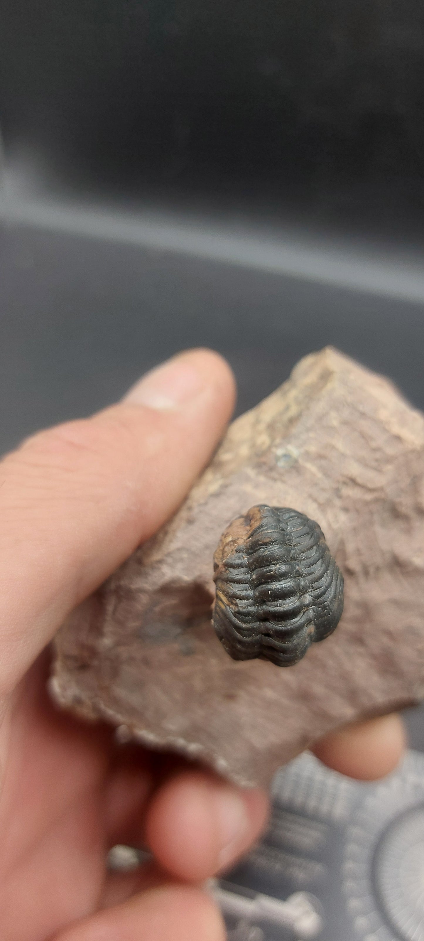 Reedops sp.-Morocco A4