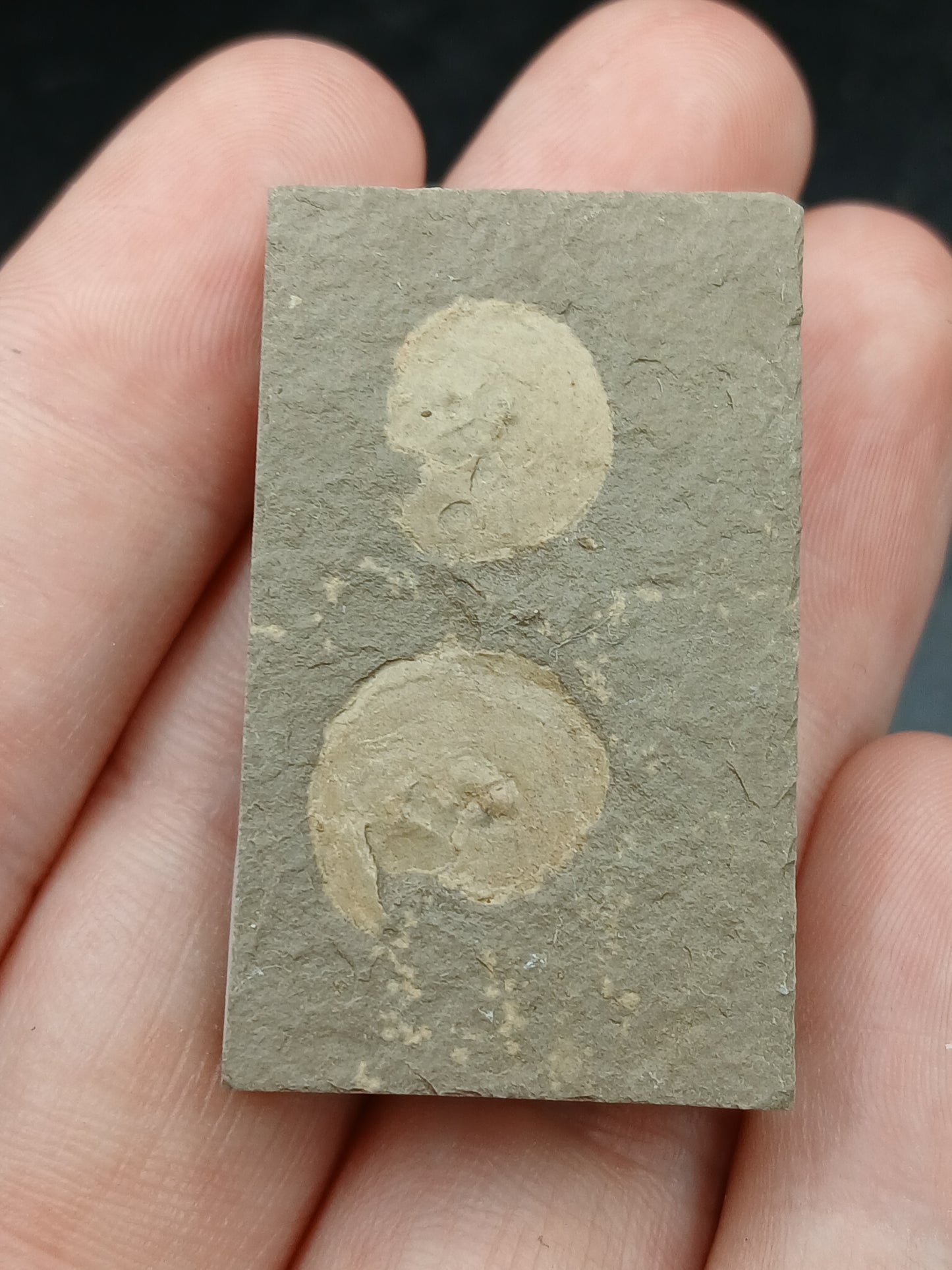 Anthracoceras beargulchensis-Montana-BG70