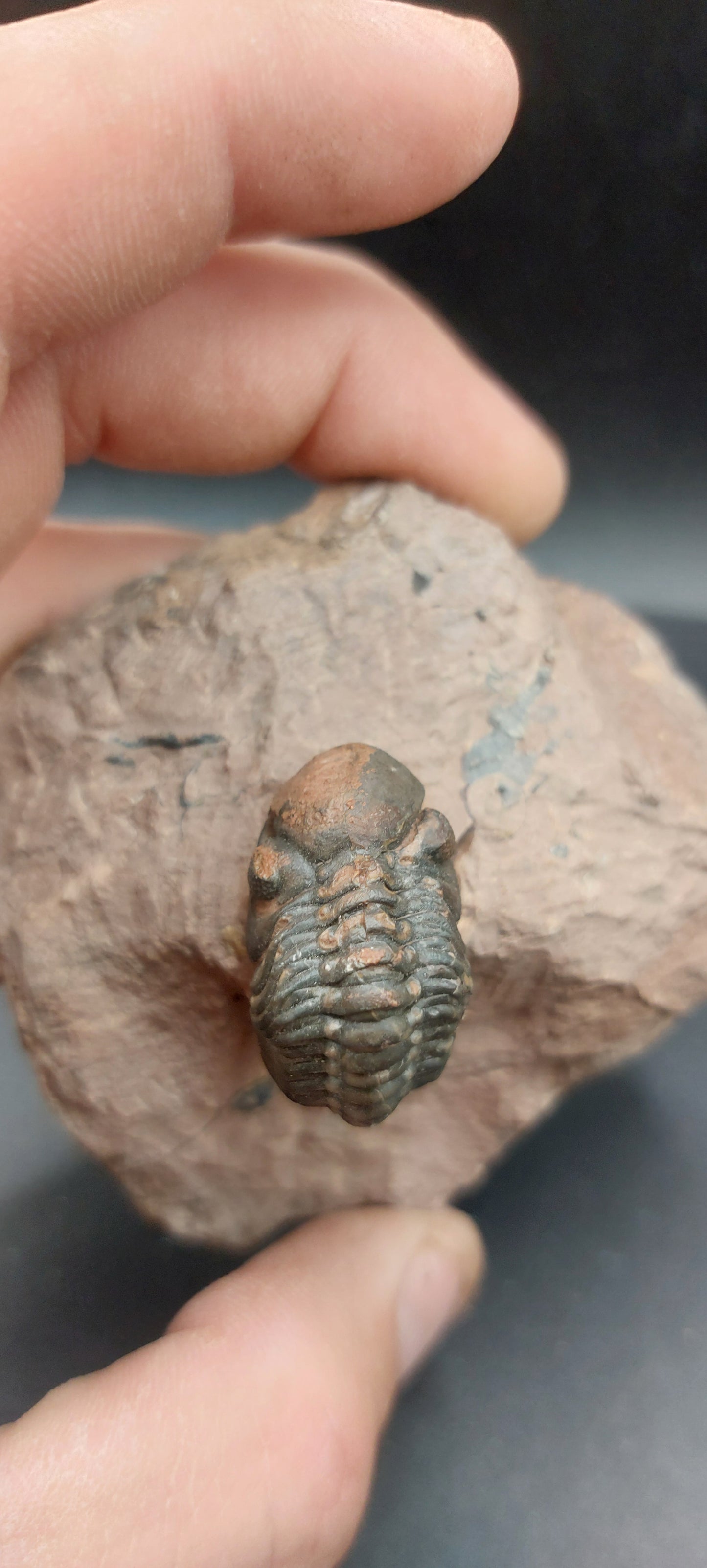 Reedops sp.-Morocco A2
