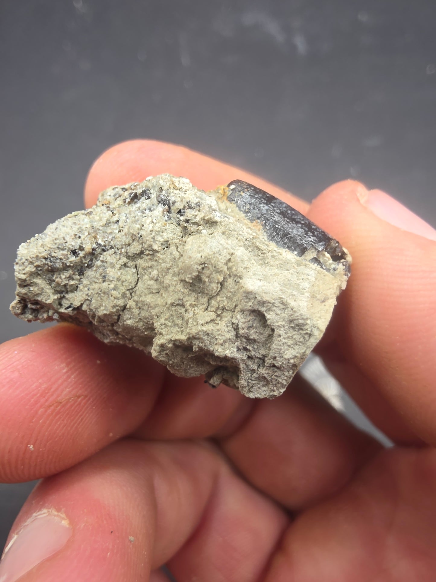 Apatosaurinae Tooth-Colorado