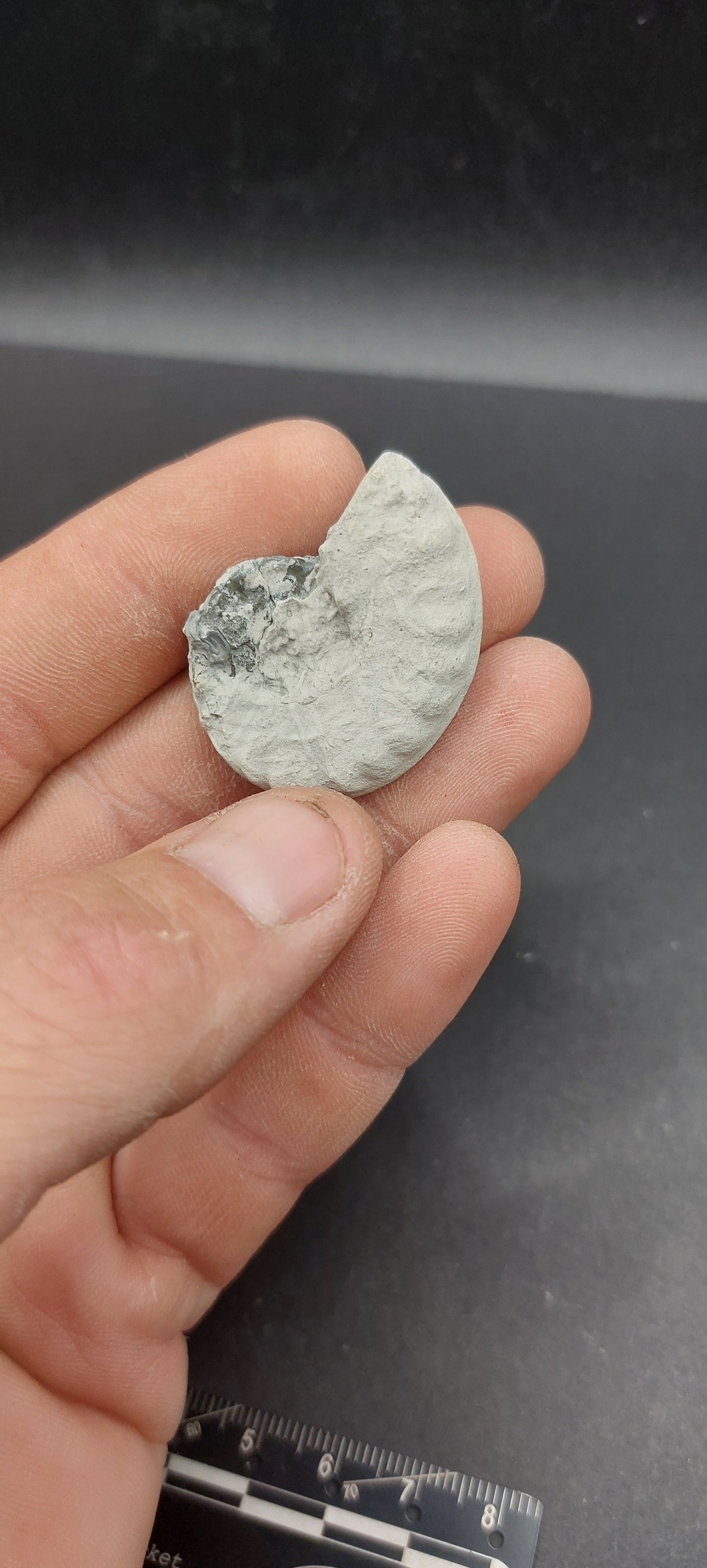 Mortoniceras (Drakeoceras) drakei-Texas 02