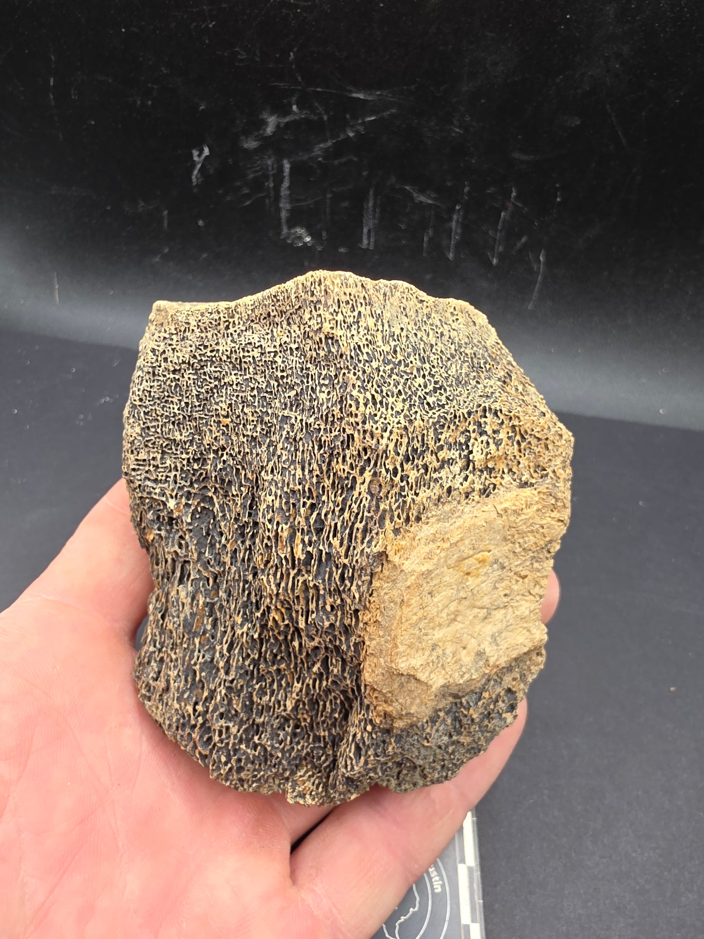 Partial Triceratops Vertebra on Stand-Montana