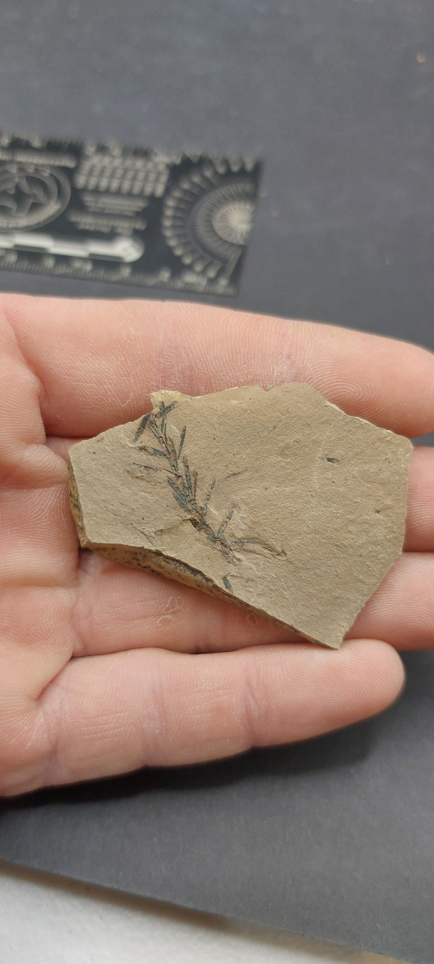 Metasequoia Leaf-Montana 05