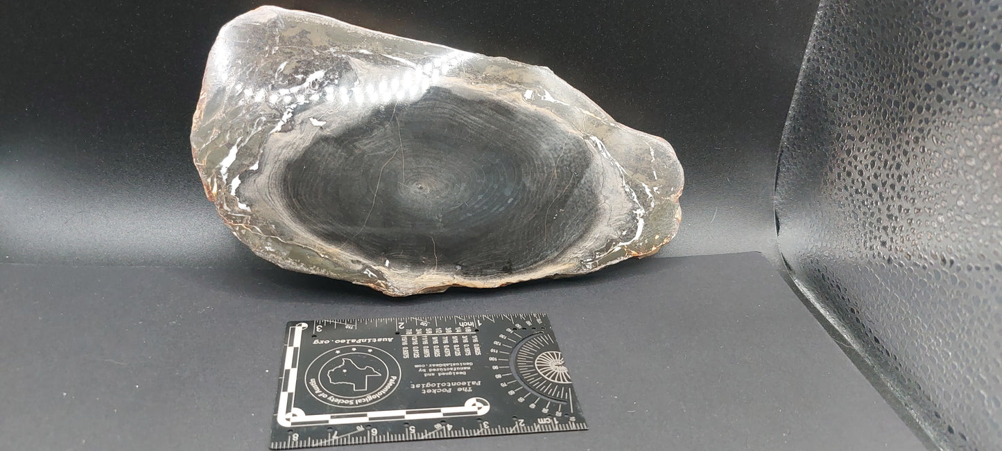 Petrified Wood-Oregon 03