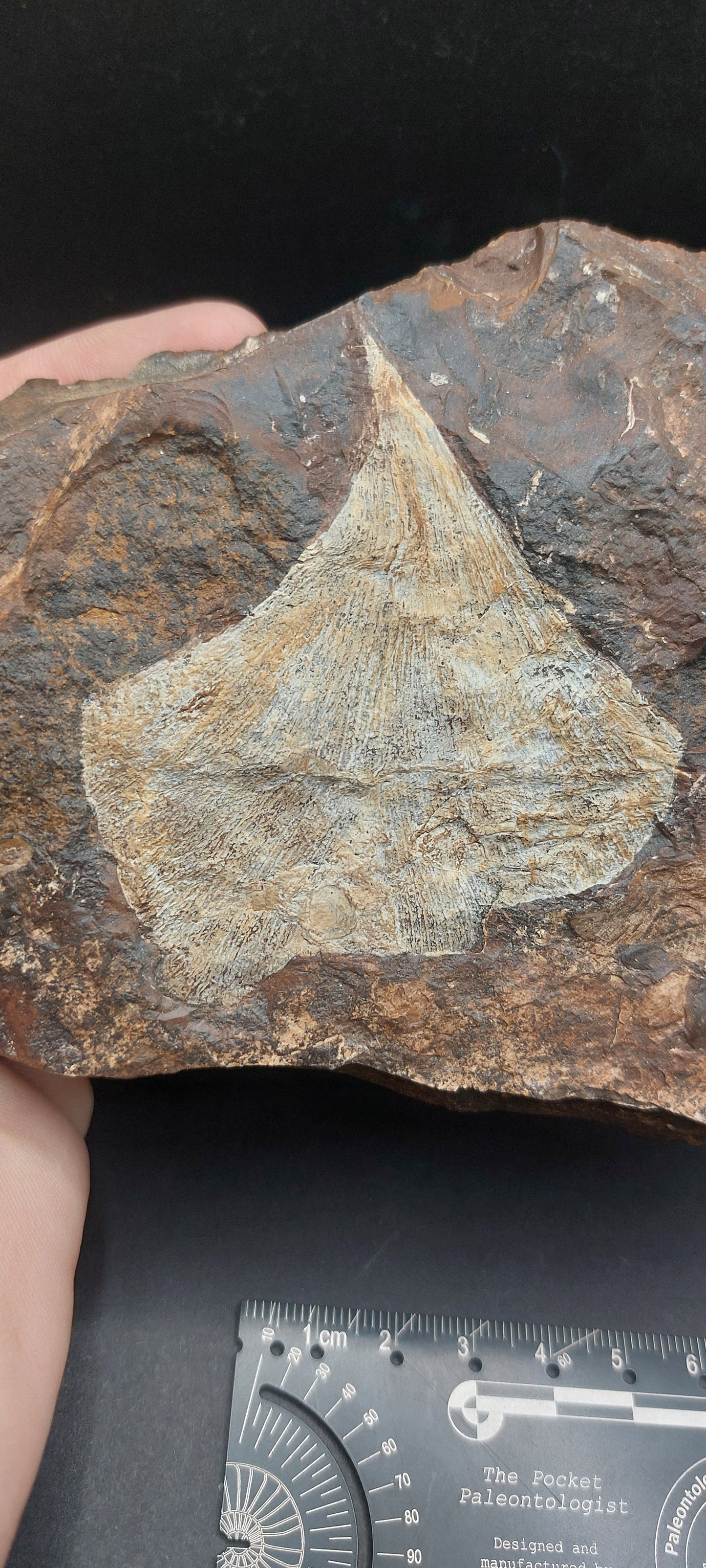 Ginkgo cranei-North Dakota 01