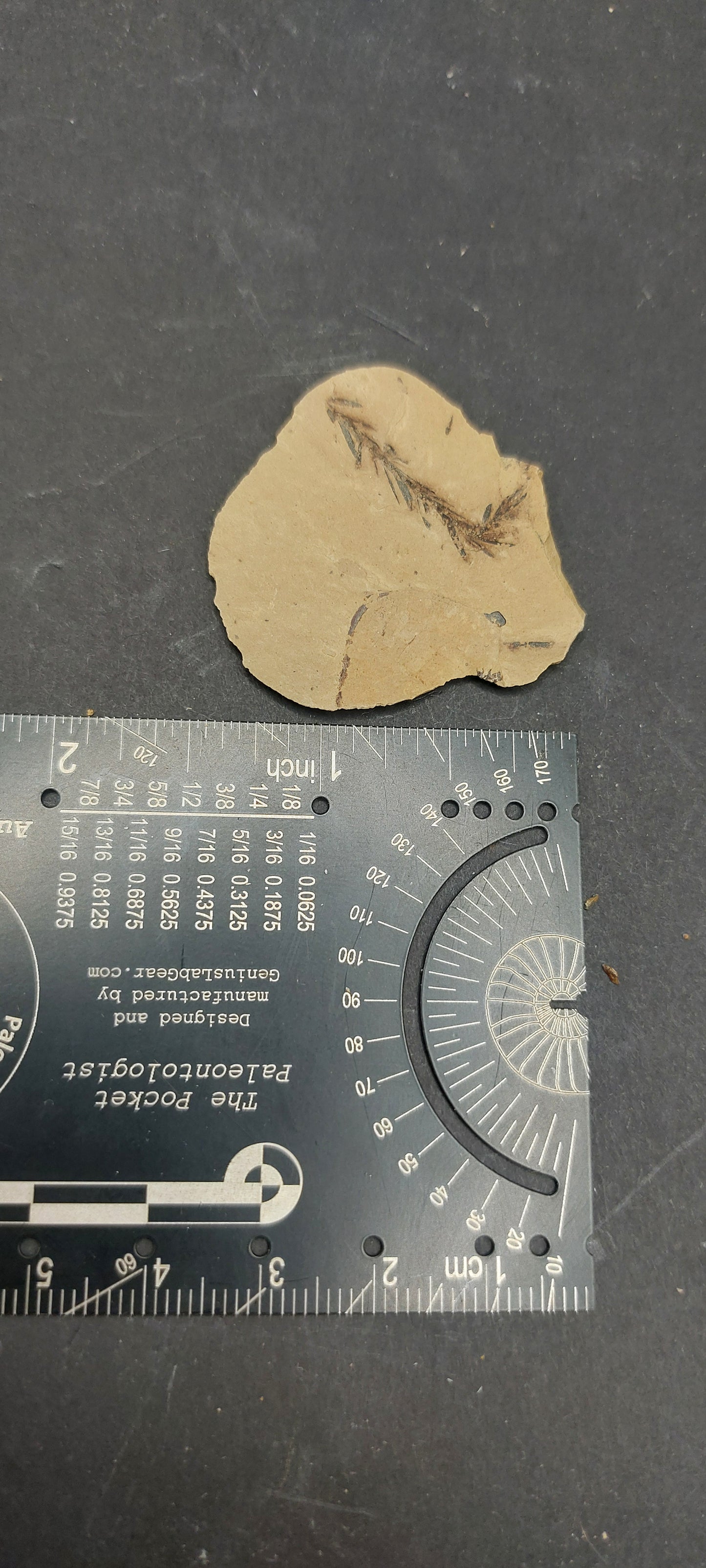Metasequoia Leaf-Montana 10