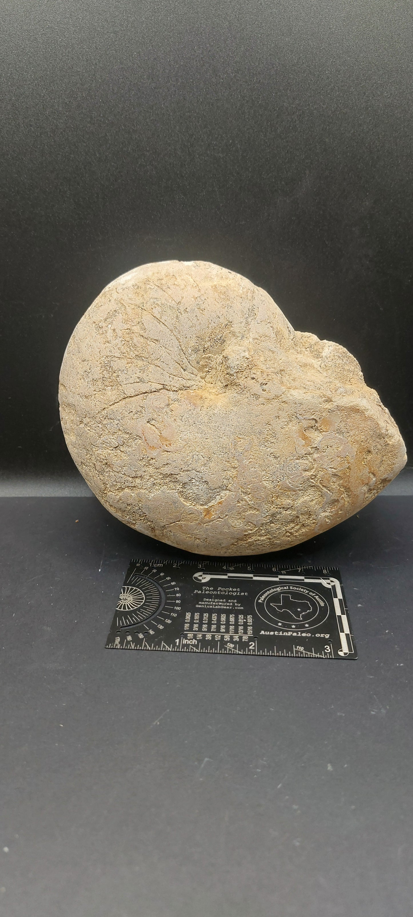 Cymatoceras texanum-Texas 01