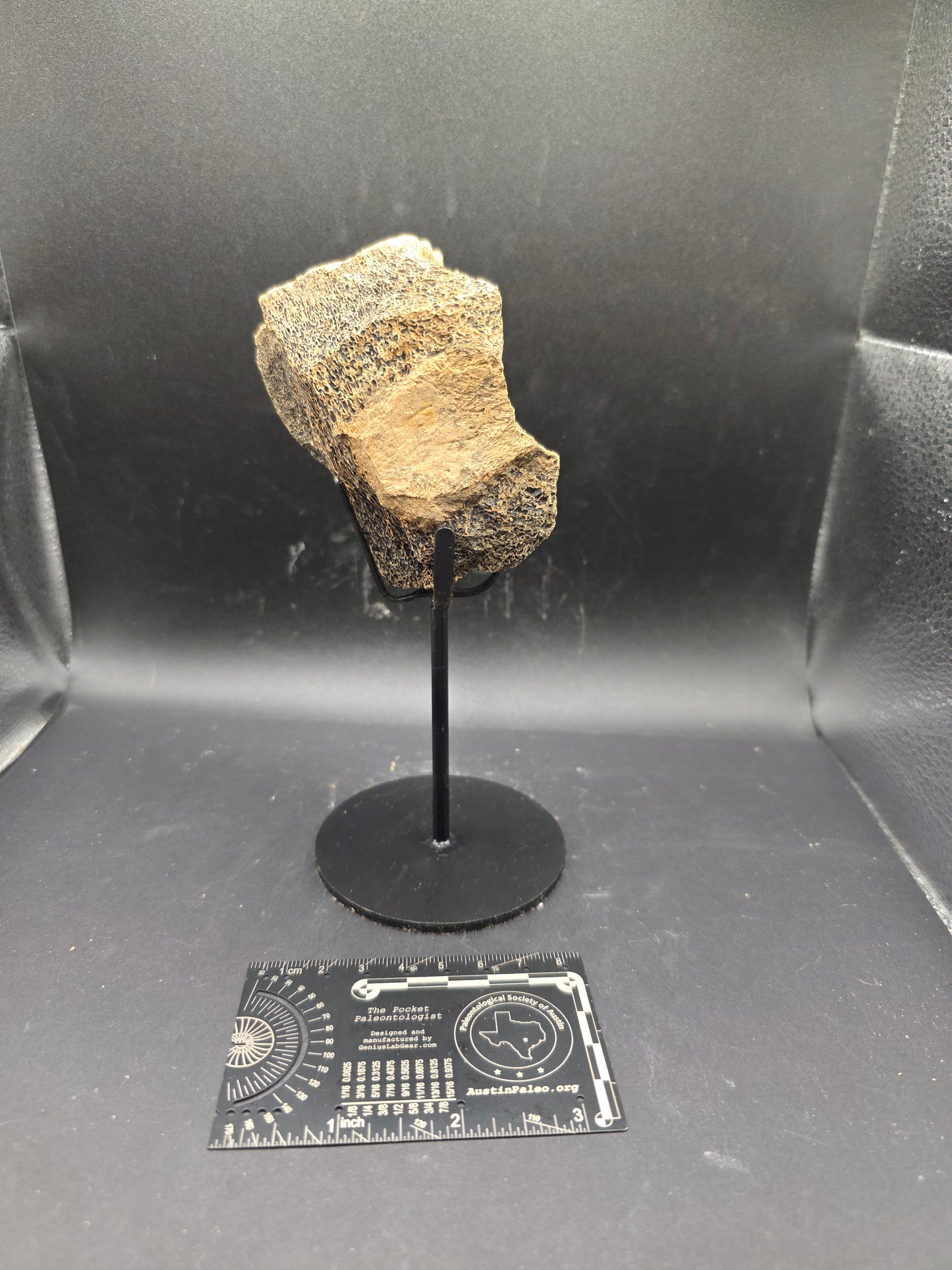 Partial Triceratops Vertebra on Stand-Montana