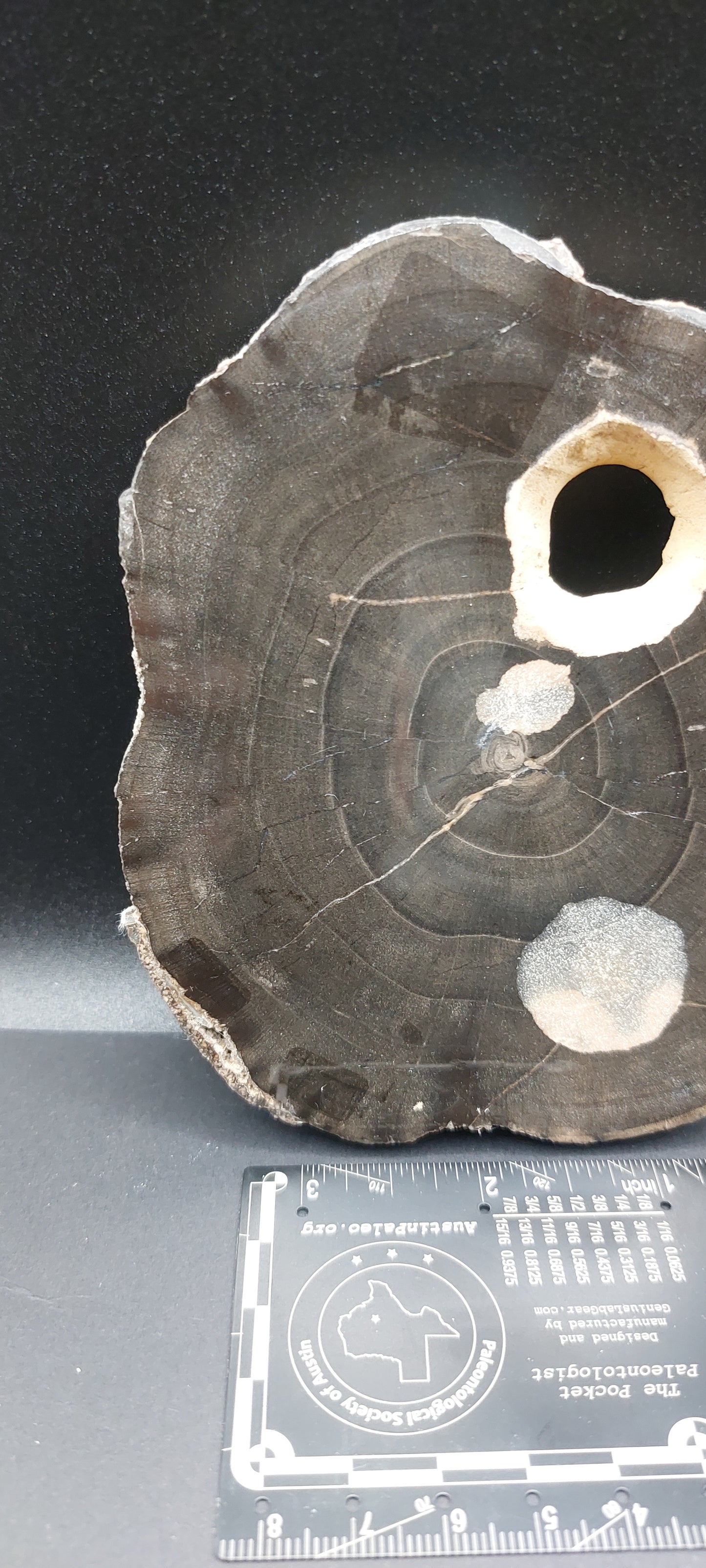 Petrified Wood-Oregon 06