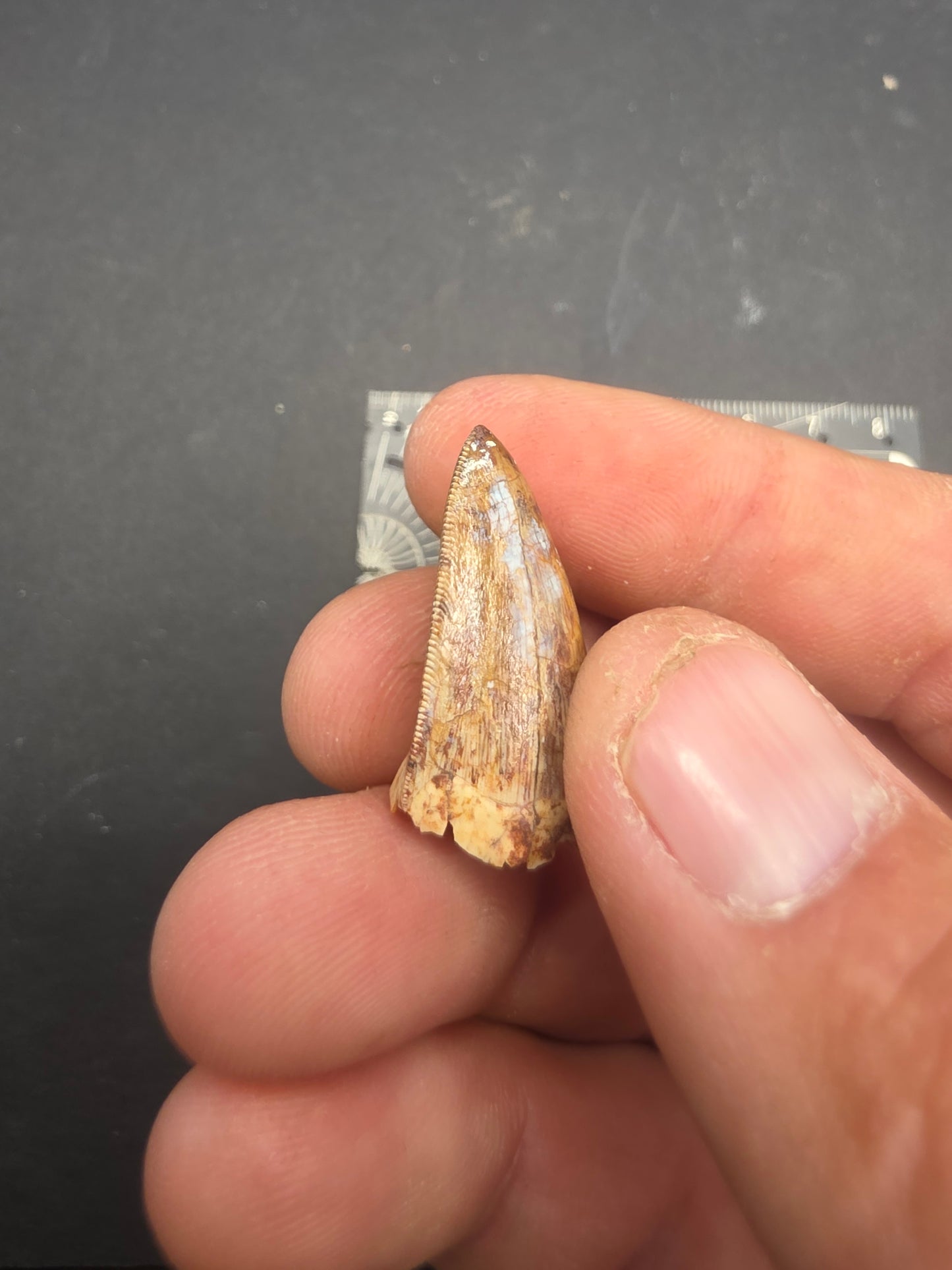Phytosaur tooth-New Mexico 003