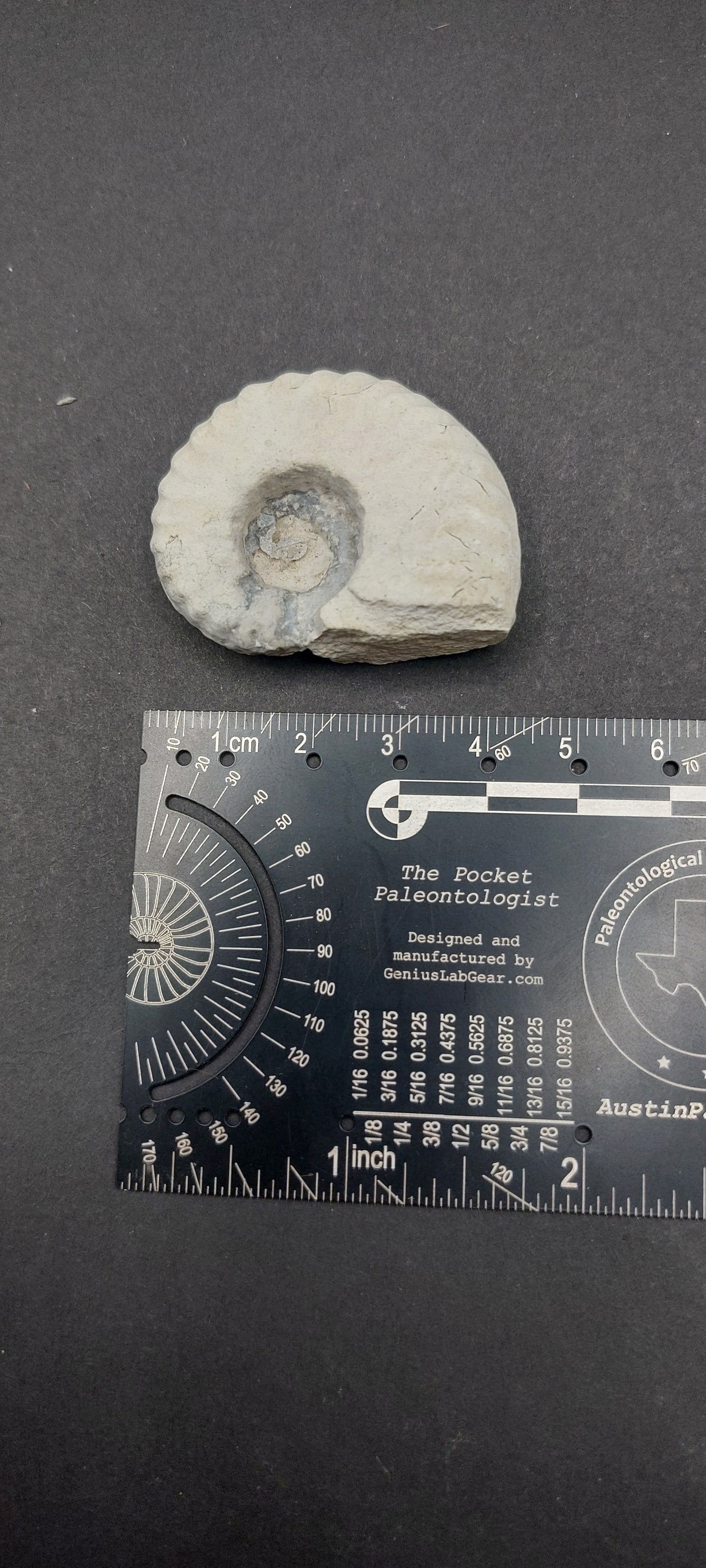 Mortoniceras (Drakeoceras) drakei-Texas 03