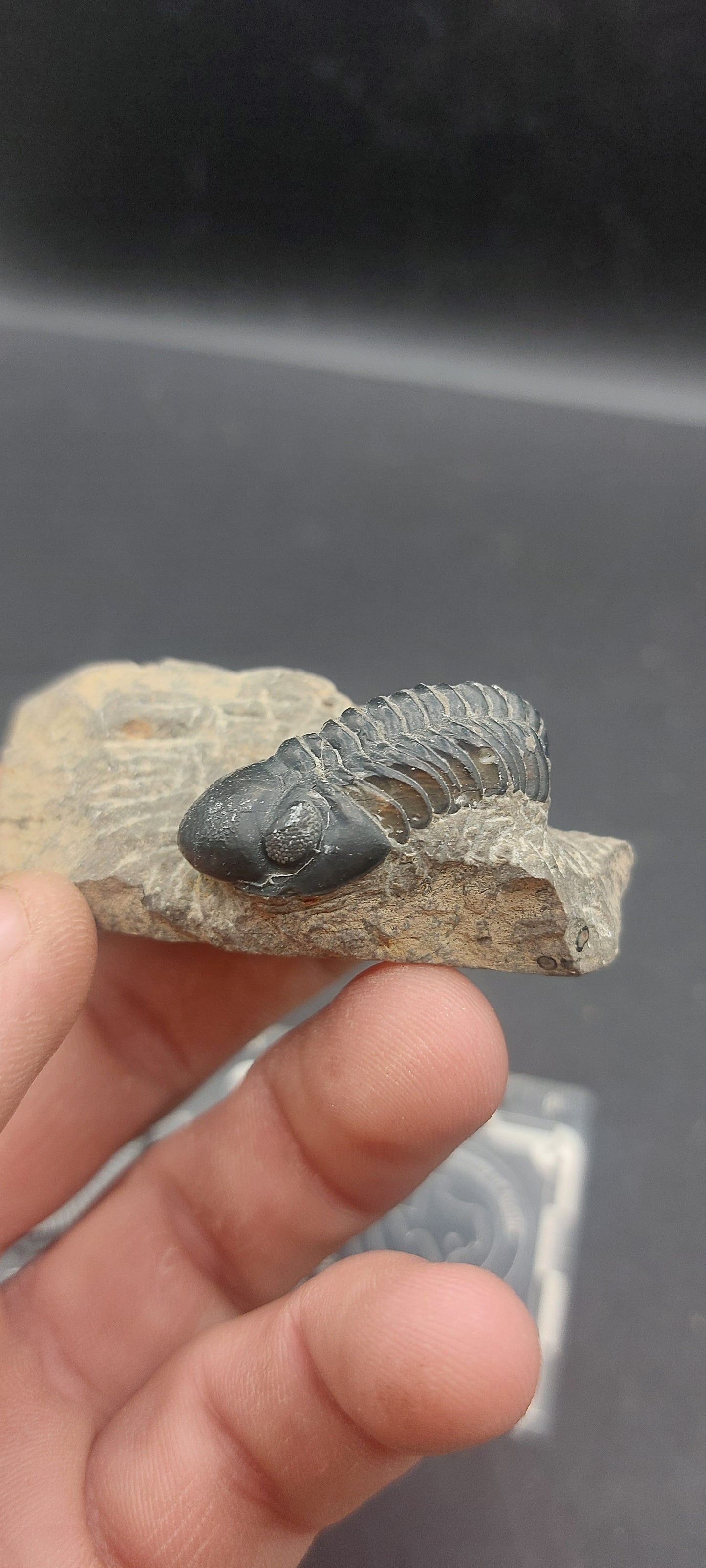 Reedops sp.-Morocco B7