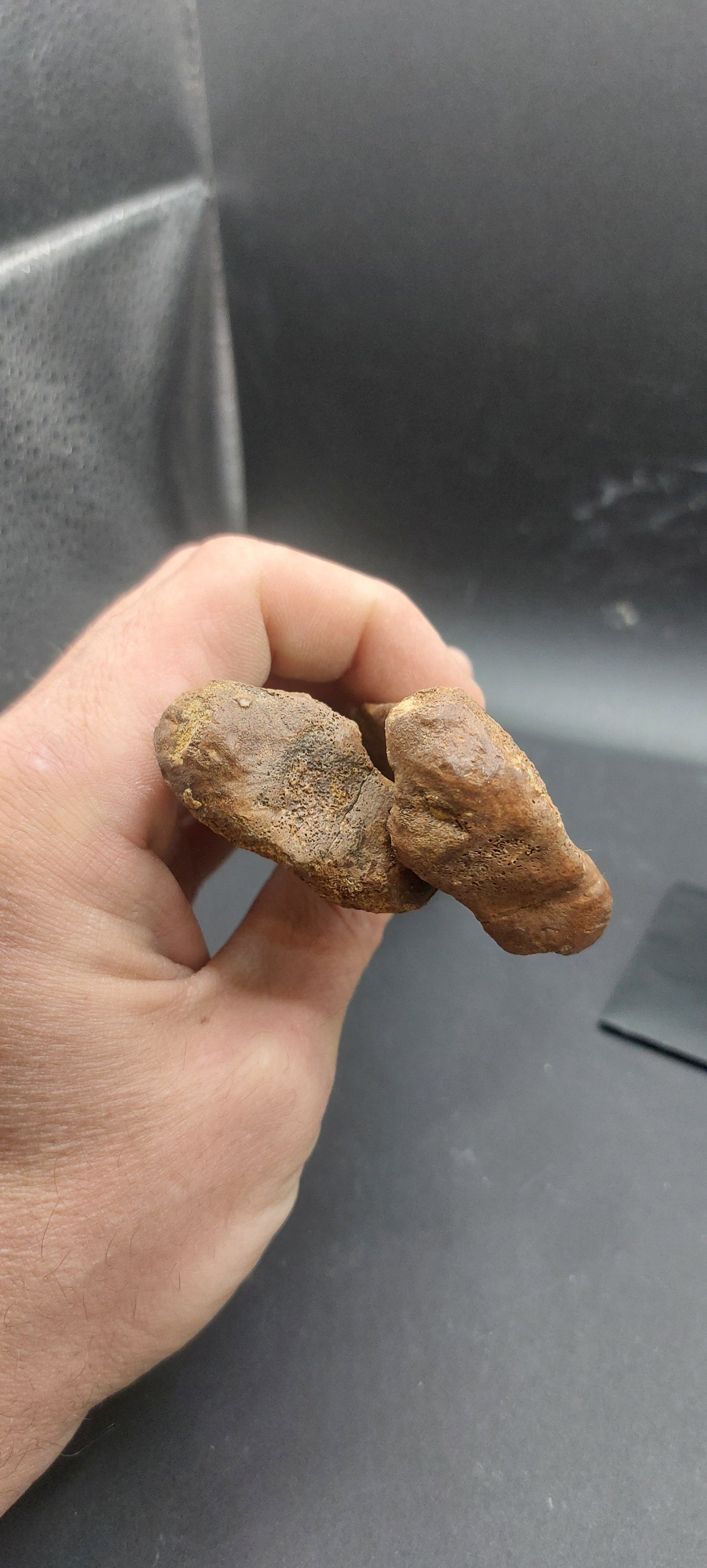 Hadrosaur Chevron-Texas