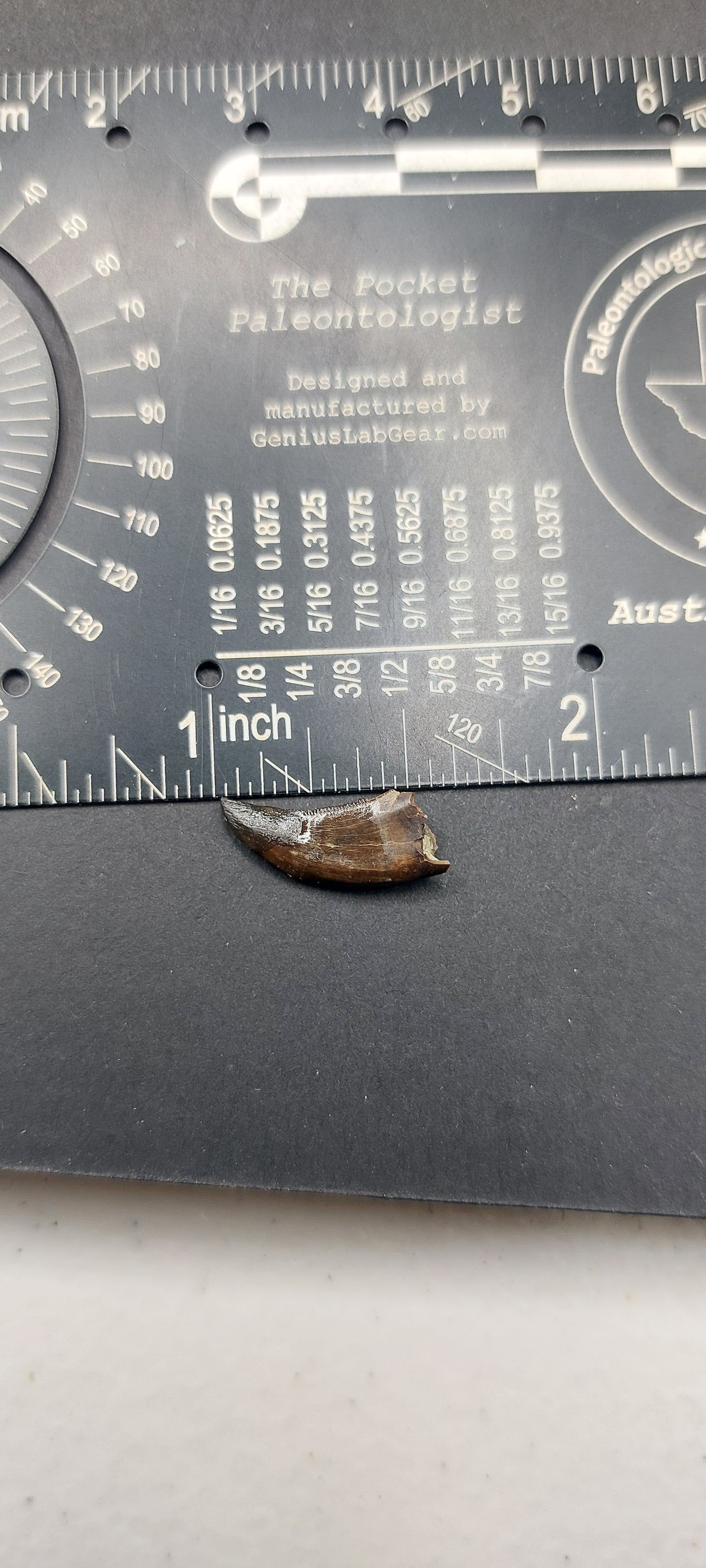 Ricardoestesia sp. Tooth-Montana