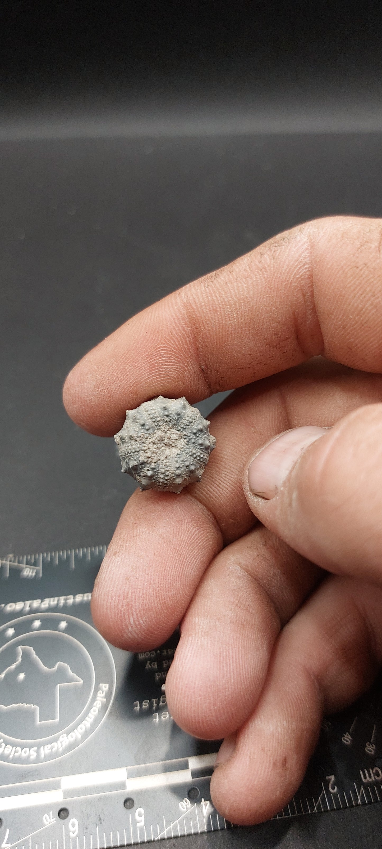 Goniophorus sp.-Texas 02