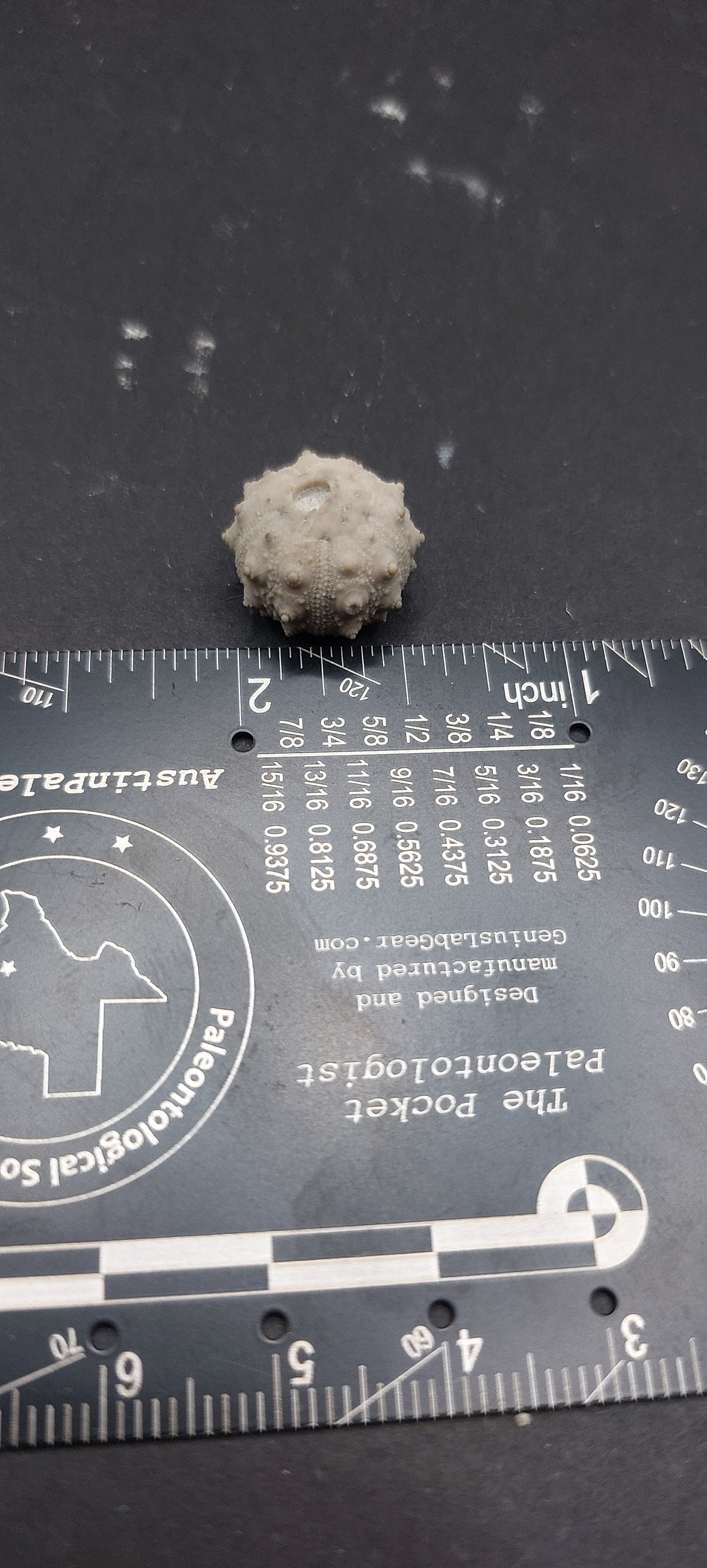 Goniophorus scotti-Texas 03