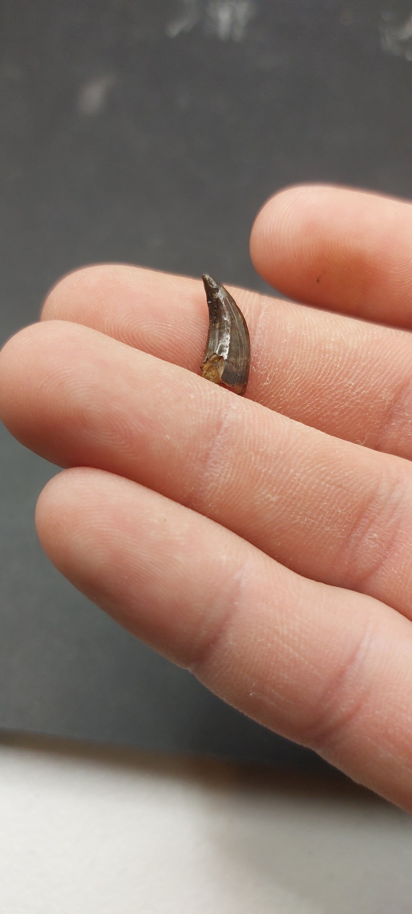 Ricardoestesia sp. Tooth-Montana
