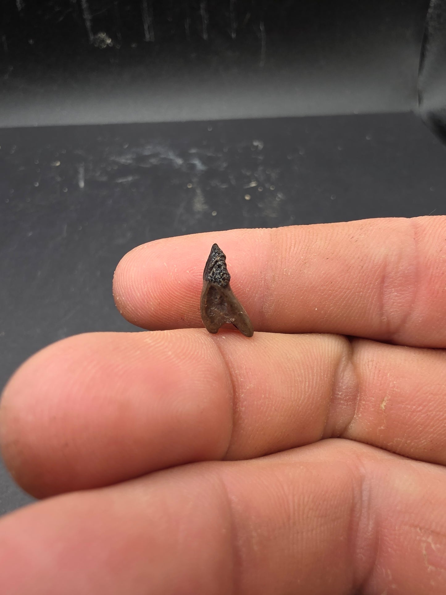 Juvenile Triceratops Tooth-Montana
