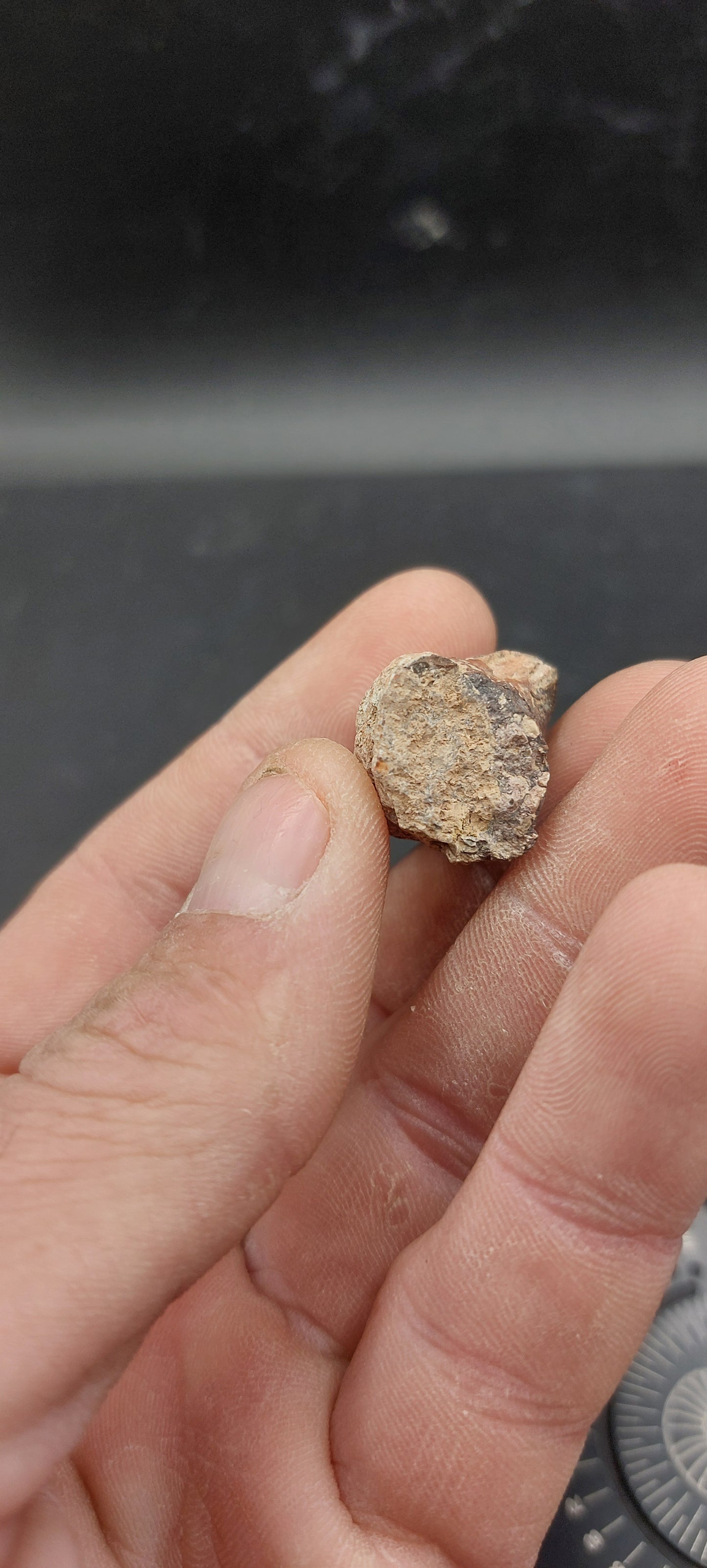 Coryphodon sp. Tooth-Wyoming 01