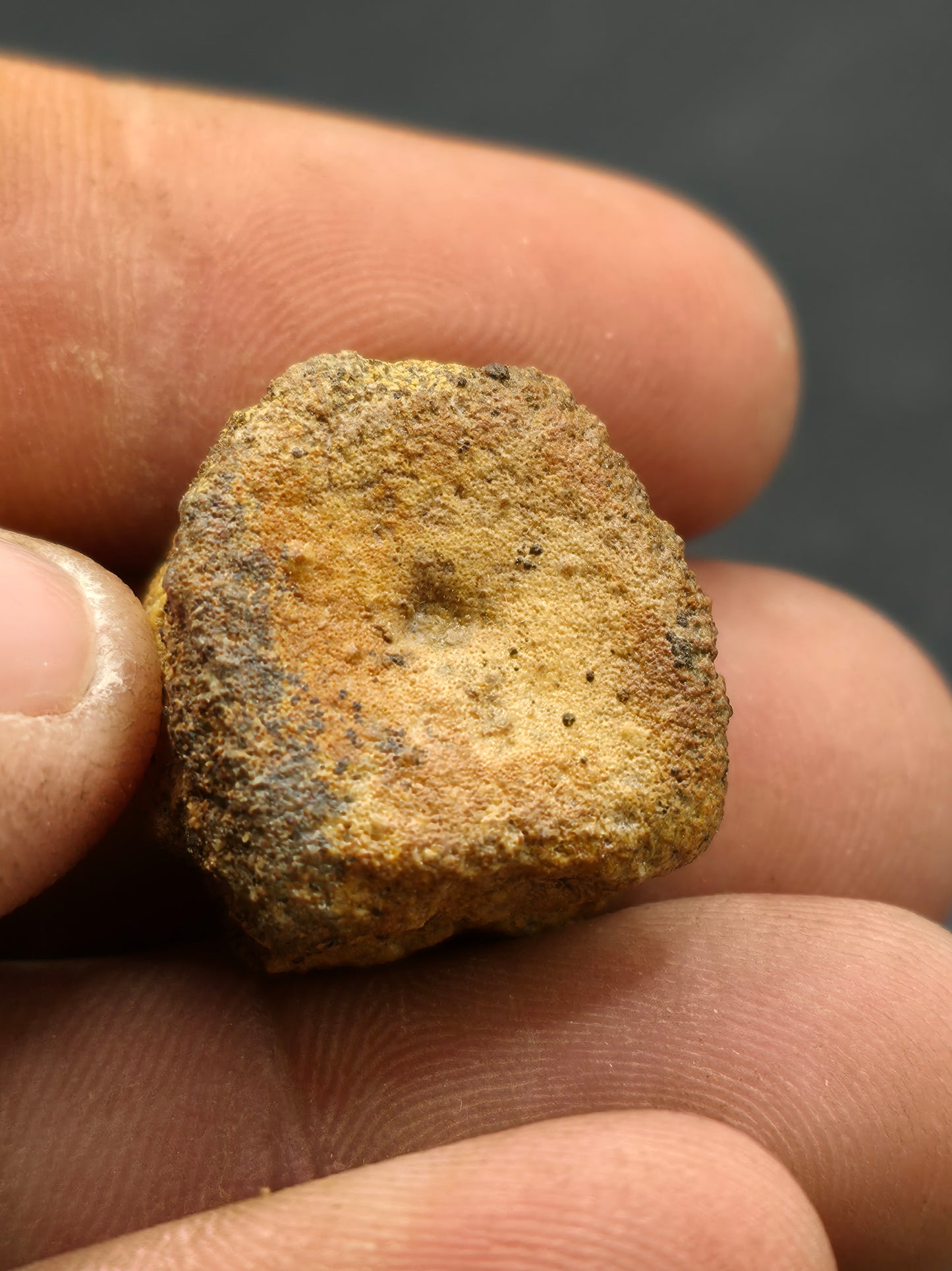Hadrosaur Caudal (Tail) Vertebra-Texas
