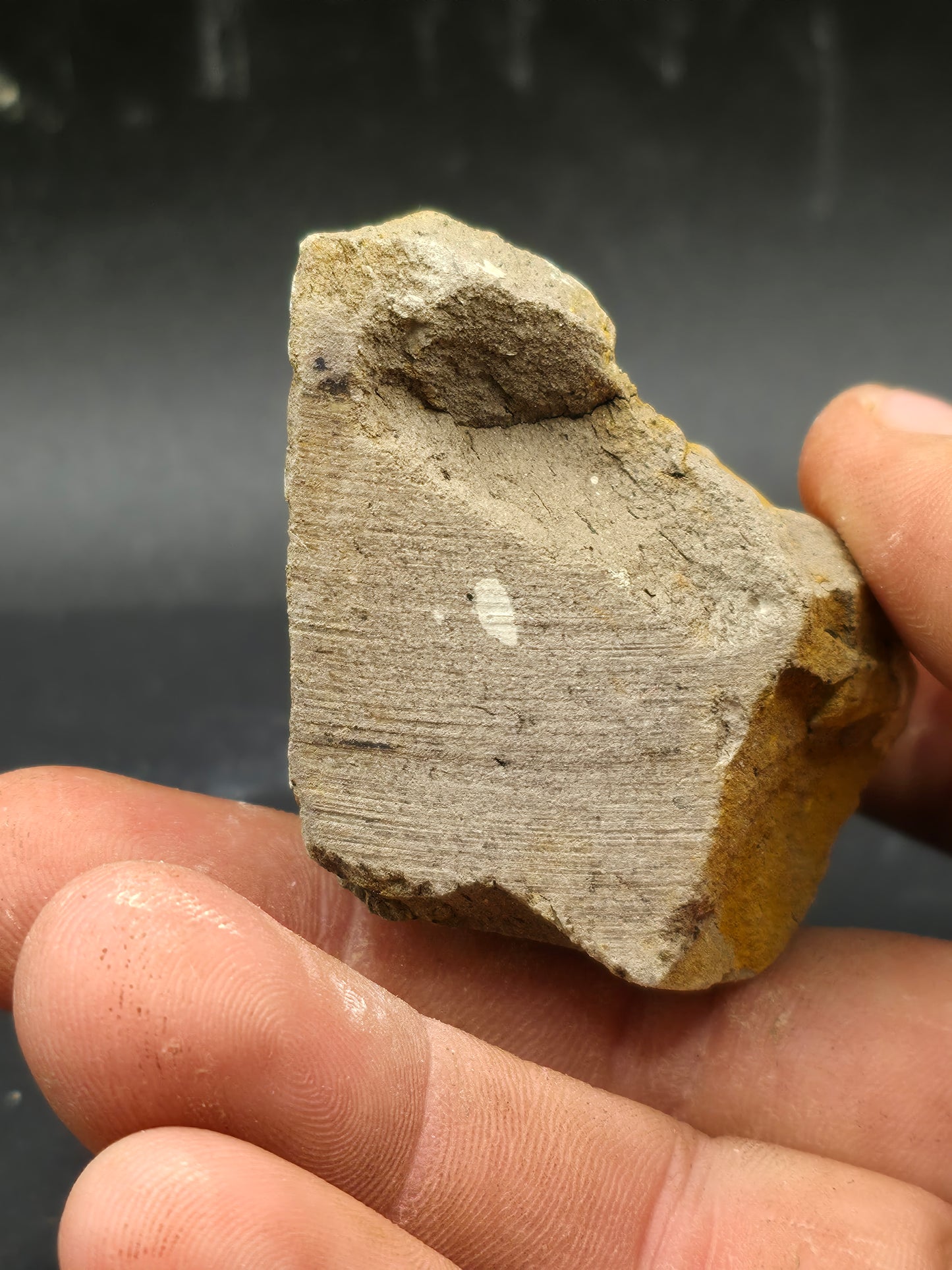 Hadrosaur Spit Tooth-Texas