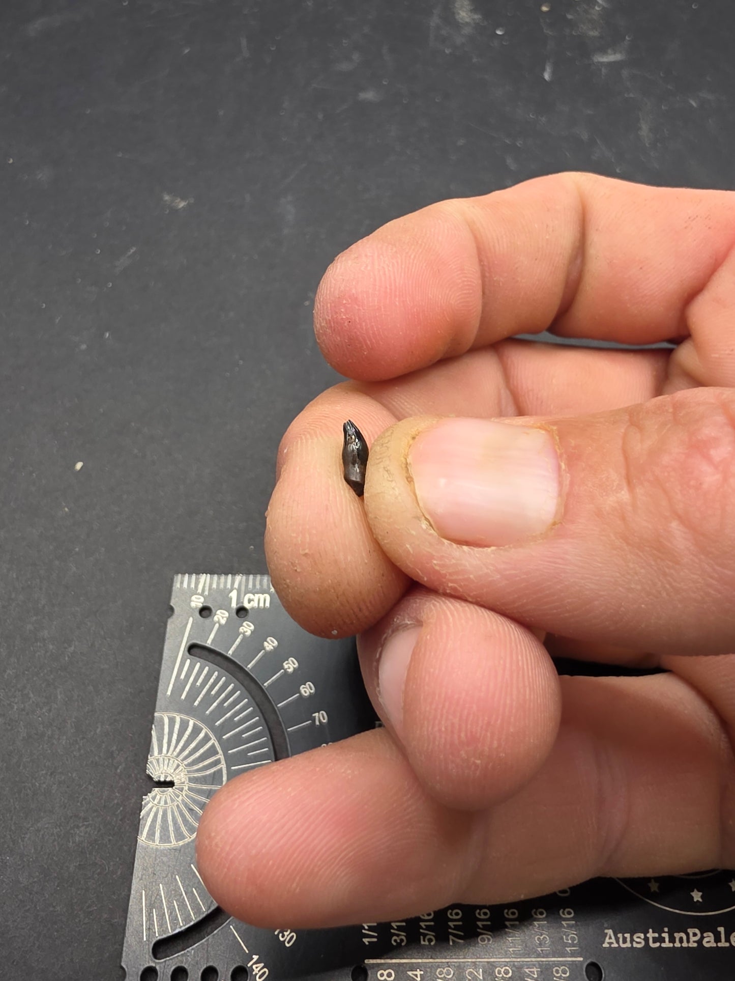 Thescelosaurus Tooth-Montana 03