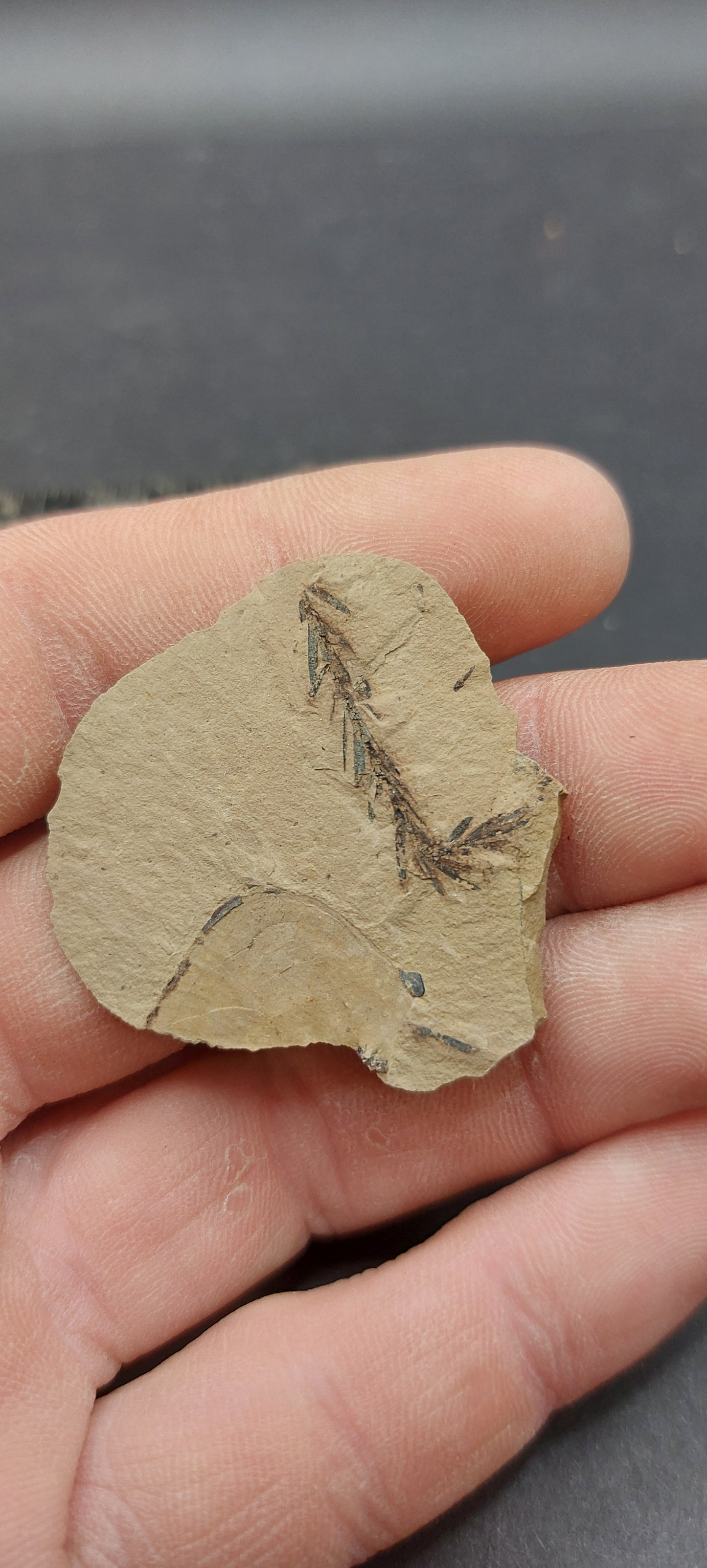 Metasequoia Leaf-Montana 10
