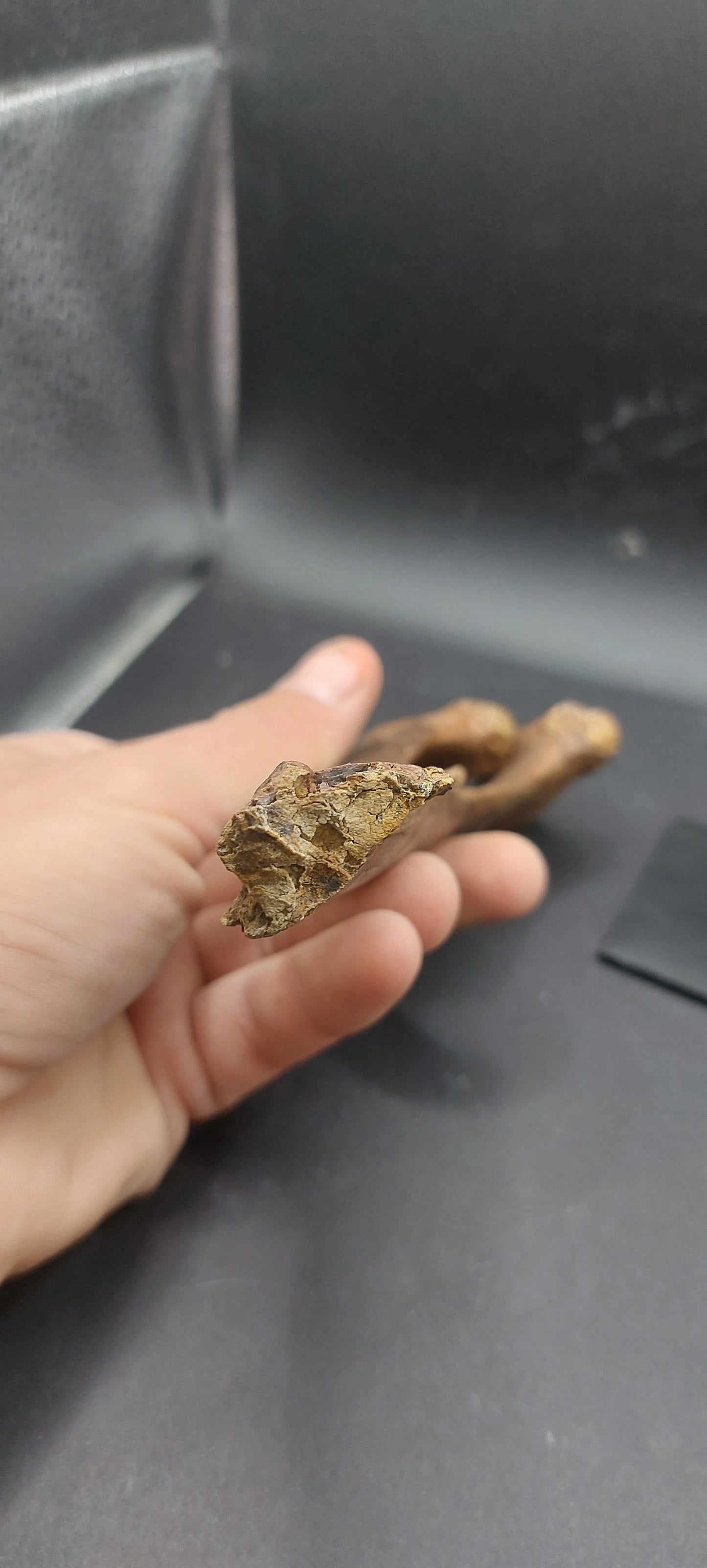 Hadrosaur Chevron-Texas