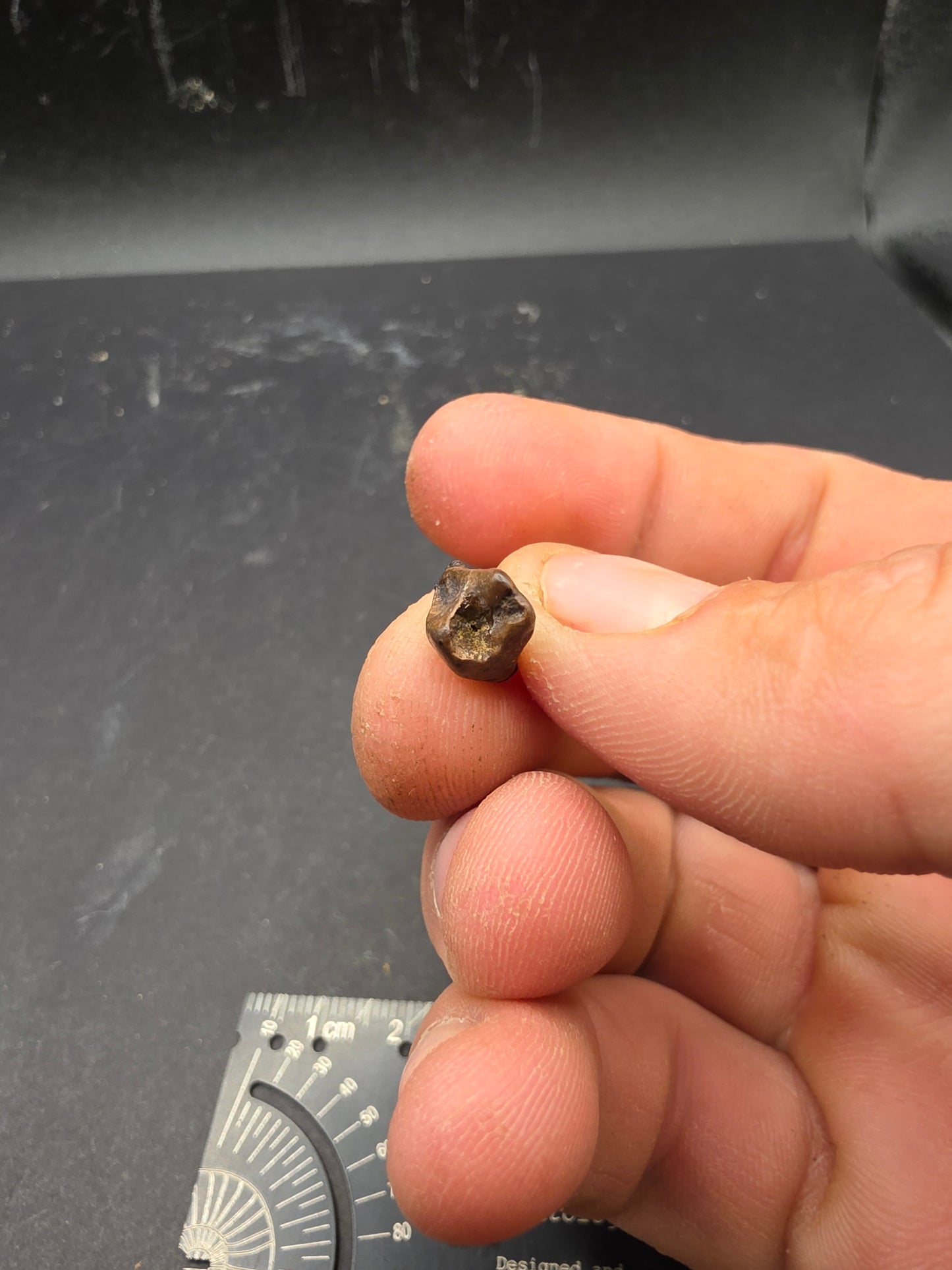 Juvenile Triceratops Tooth-Montana