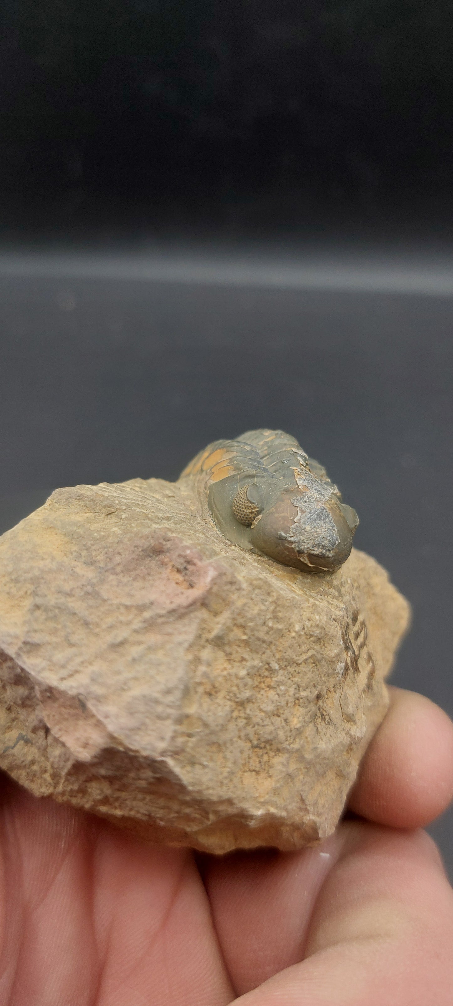 Reedops sp.-Morocco B4