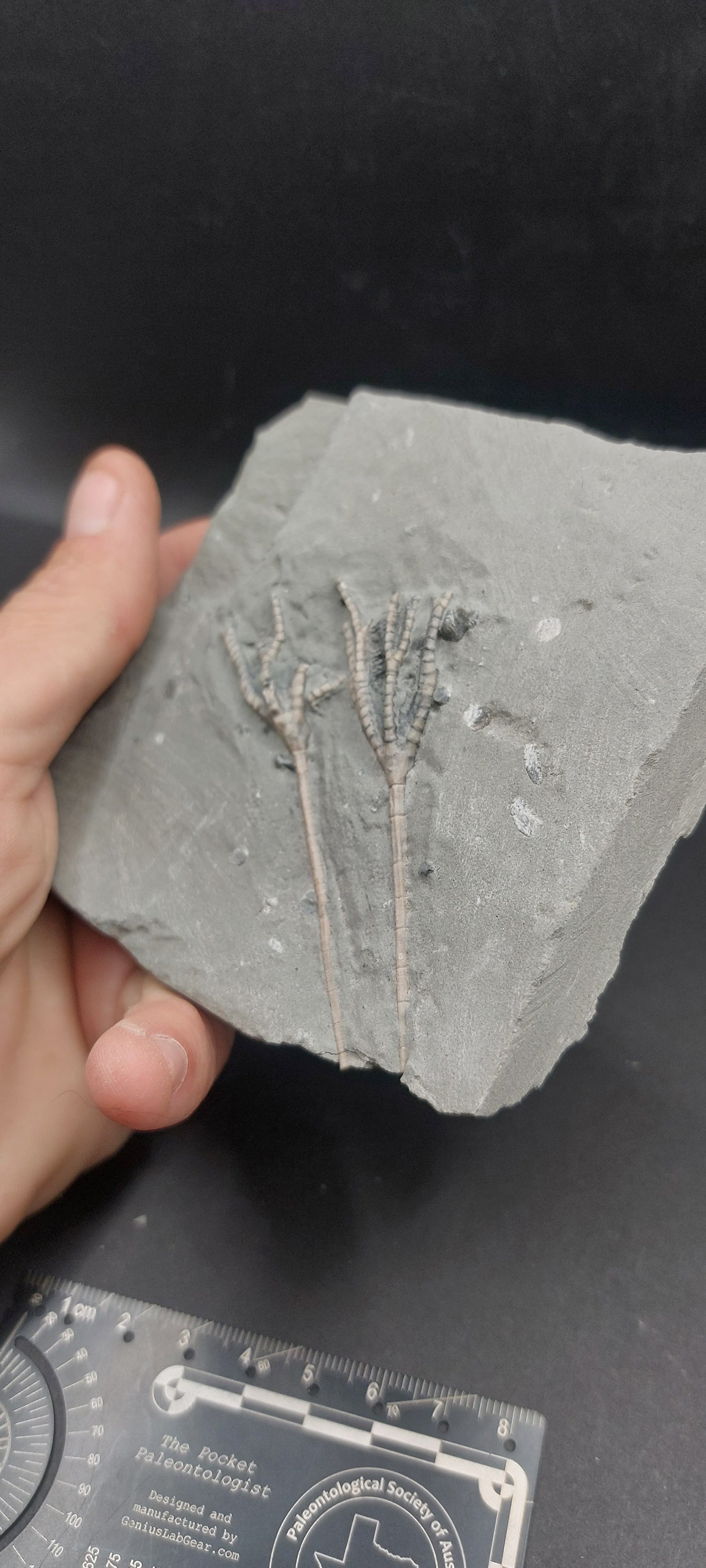 Iocrinus sp.-Ohio