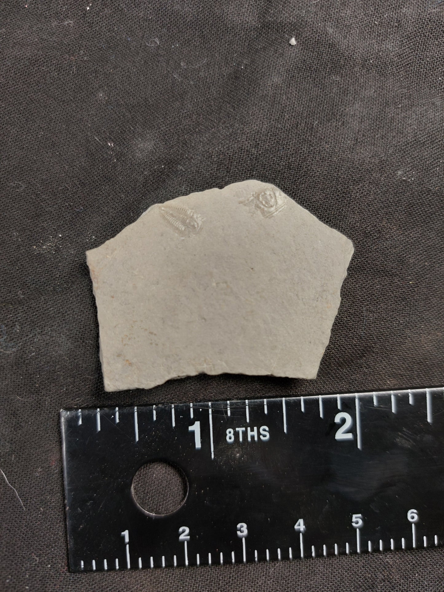 Modica sp.-Utah