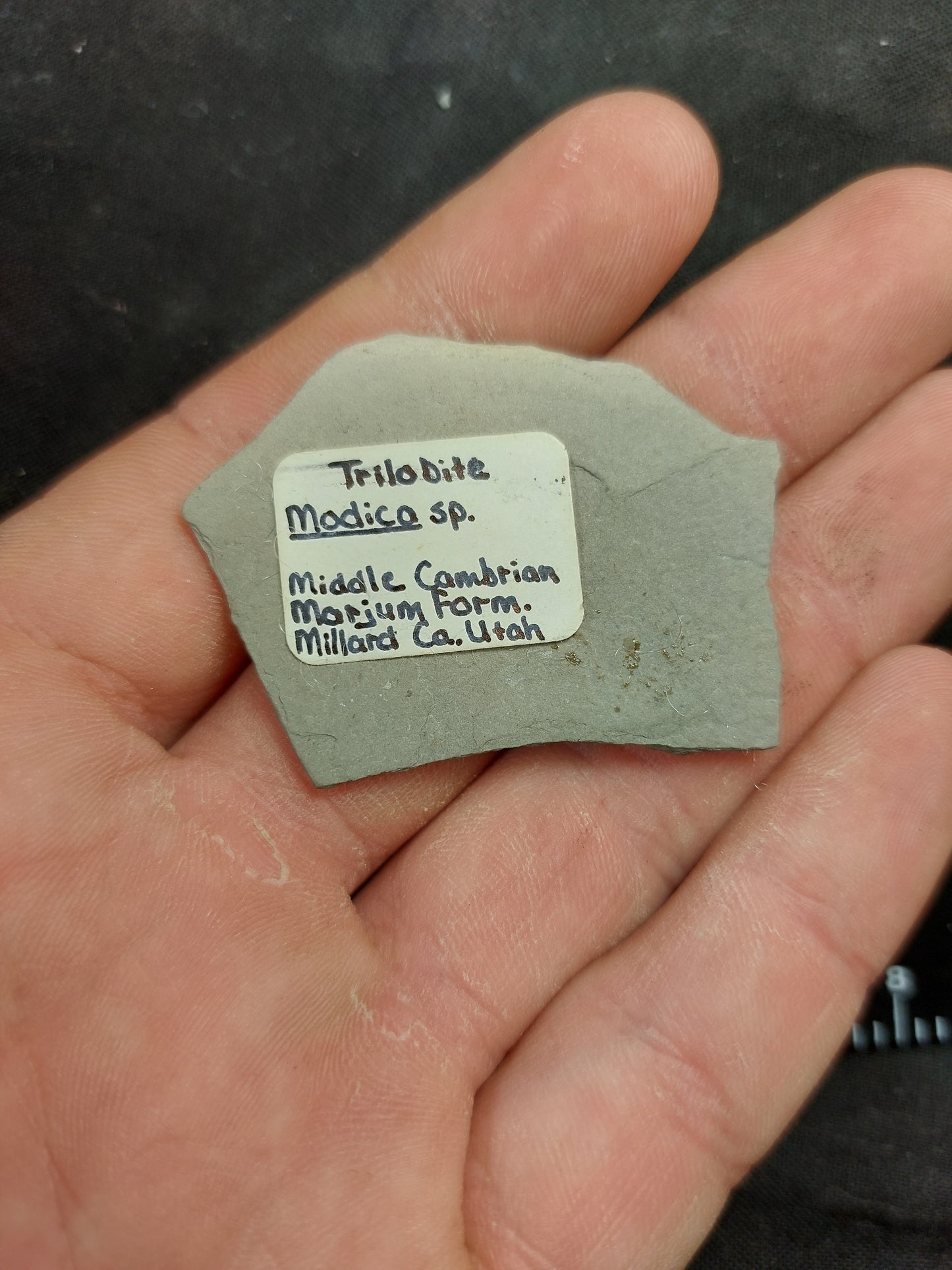 Modica sp.-Utah