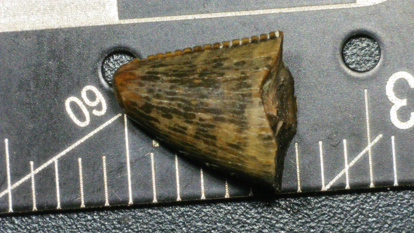 Tyrannosaurid (Teratophoneus?) Tooth Tip-Texas
