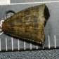 Tyrannosaurid (Teratophoneus?) Tooth Tip-Texas