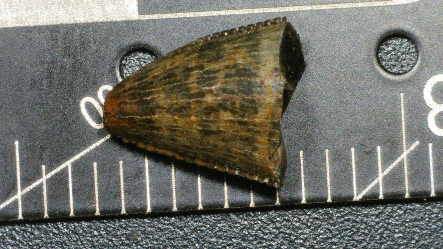 Tyrannosaurid (Teratophoneus?) Tooth Tip-Texas