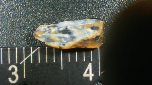 Hadrosaur Tooth-Texas 02